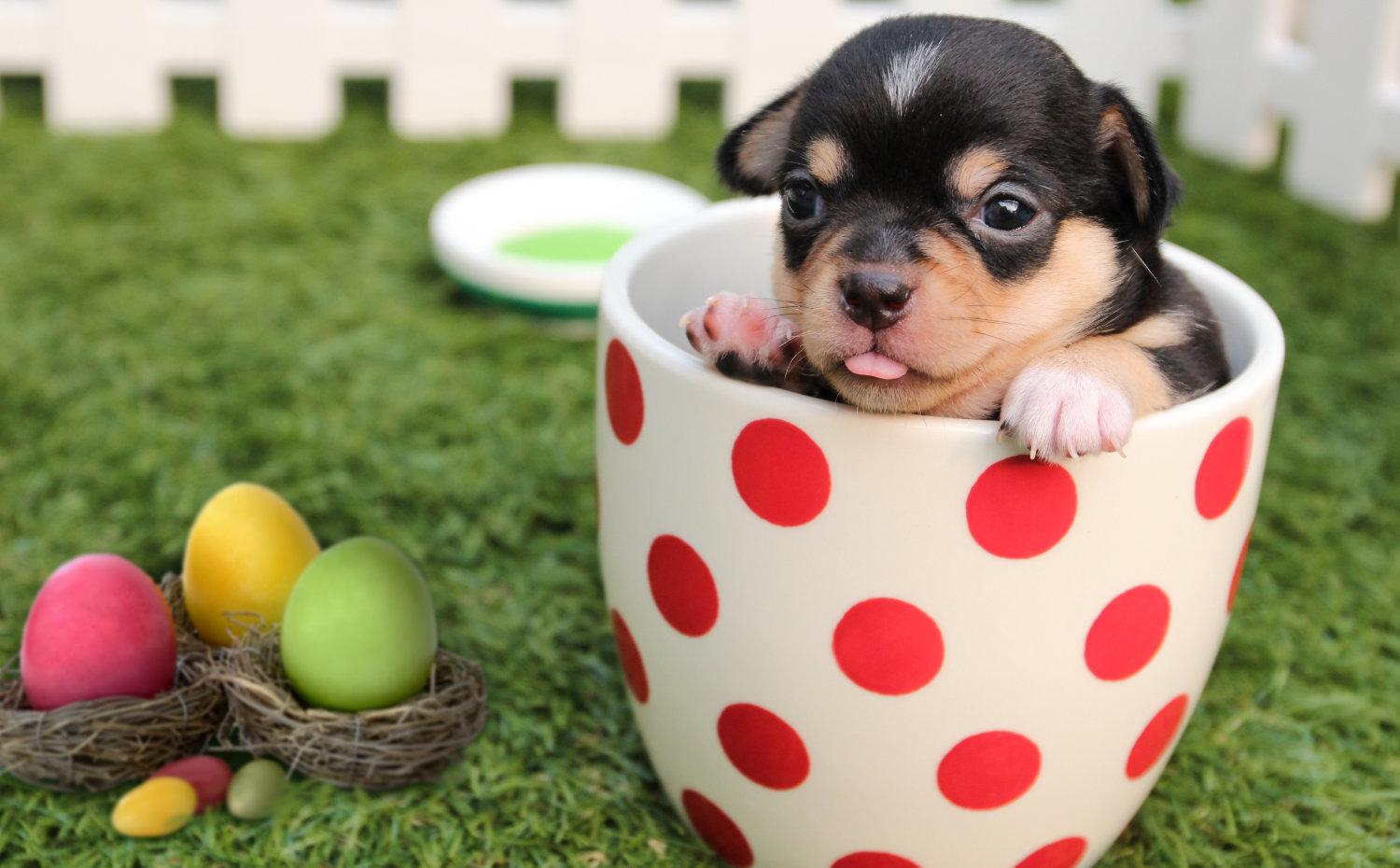 Cute Easter Dog Wallpapers Top Free Cute Easter Dog Backgrounds