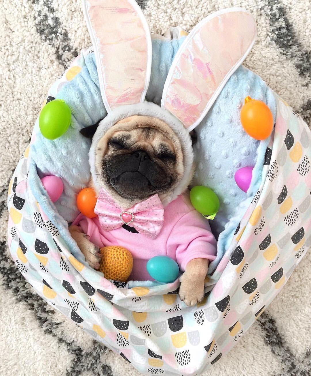 Cute Easter Dog Wallpapers Top Free Cute Easter Dog Backgrounds WallpaperAccess