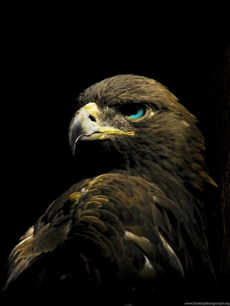 Golden Eagle HD Wallpapers Top Free Golden Eagle HD Backgrounds