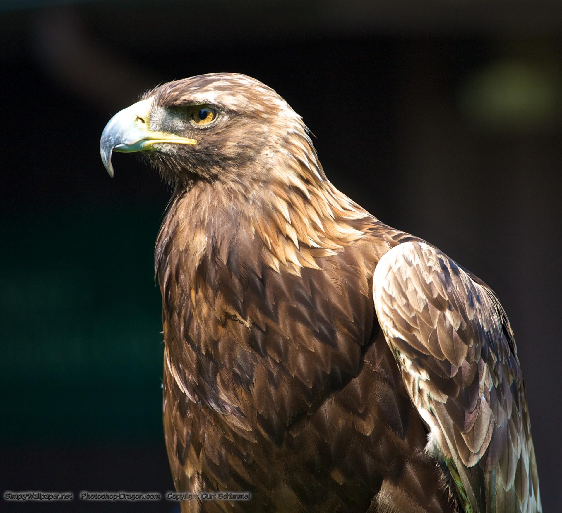 Golden Eagle HD Wallpapers Top Free Golden Eagle HD Backgrounds