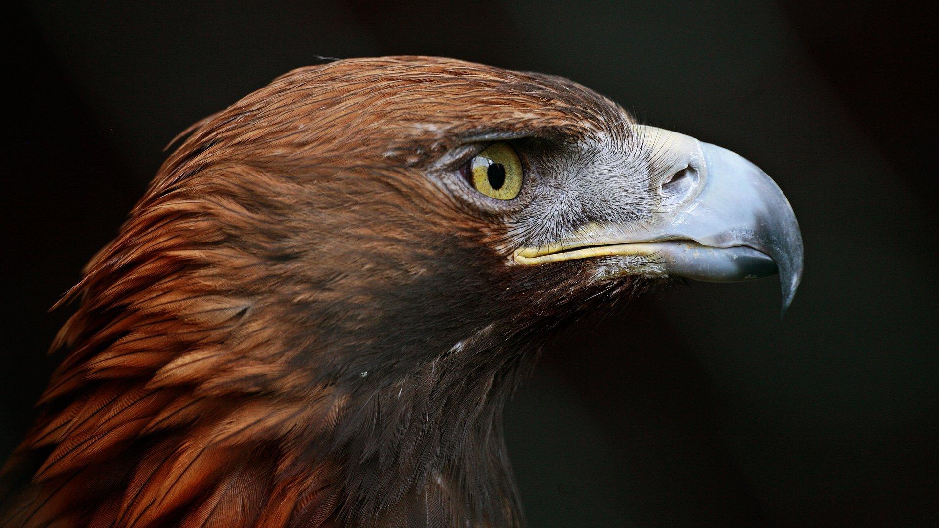 Golden Eagle HD Wallpapers Top Free Golden Eagle HD Backgrounds