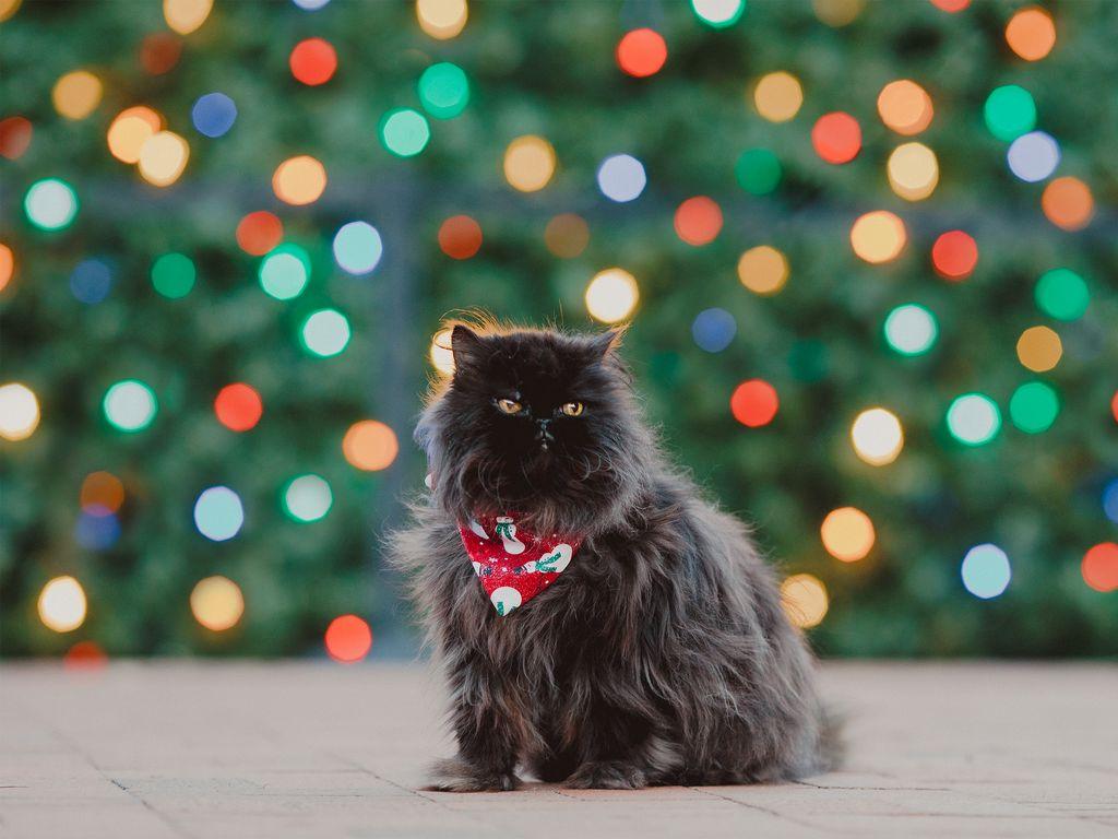 Black Persian Cat Wallpapers Top Free Black Persian Cat Backgrounds