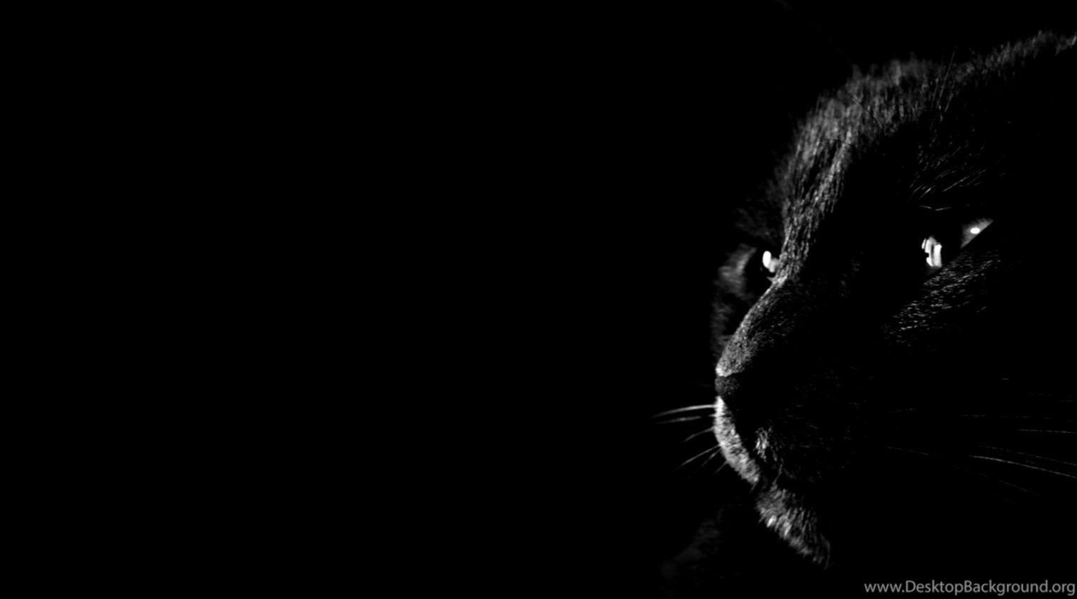 Black Persian Cat Wallpapers Top Free Black Persian Cat Backgrounds