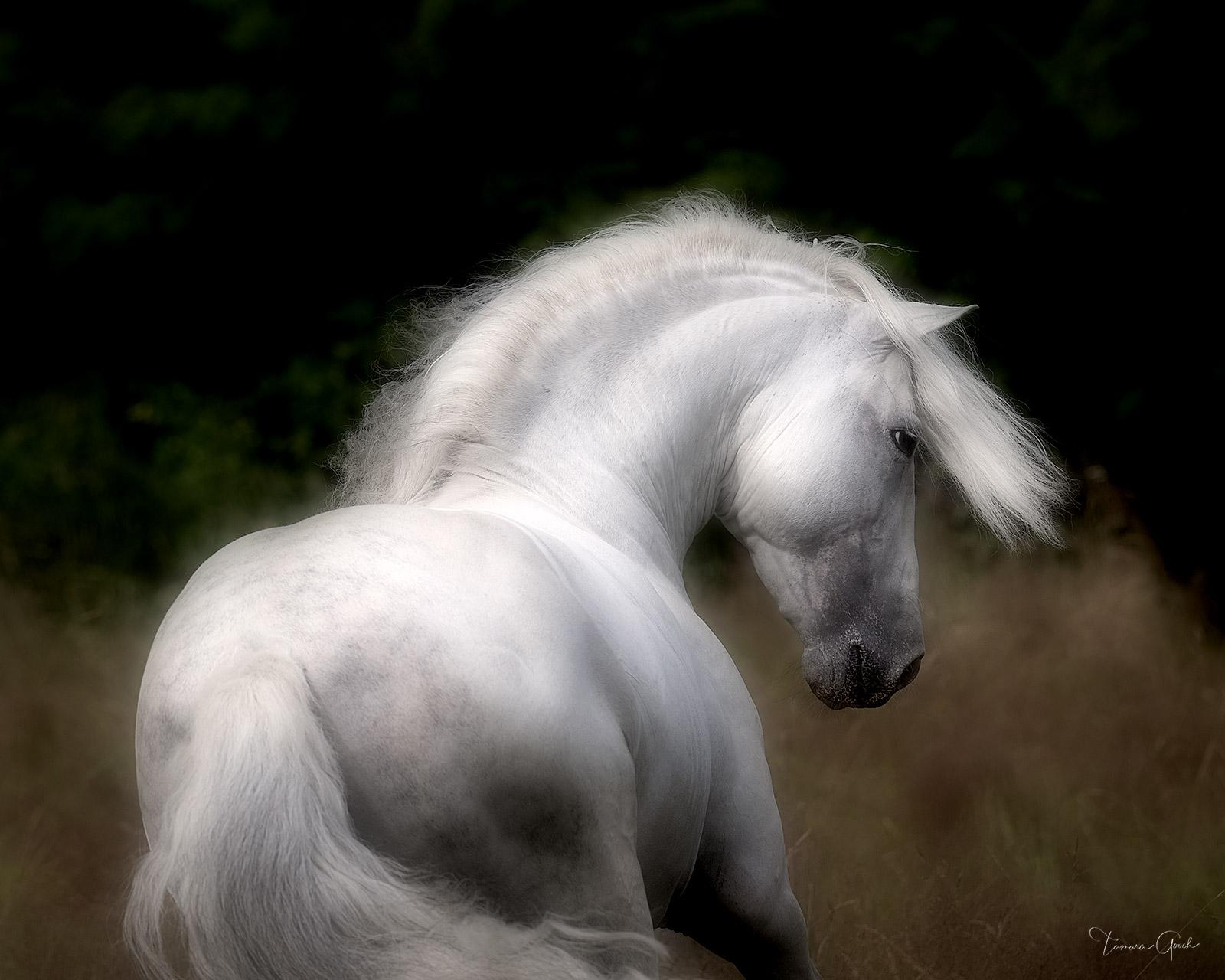 Andalusian Horse Wallpapers Top Free Andalusian Horse Backgrounds