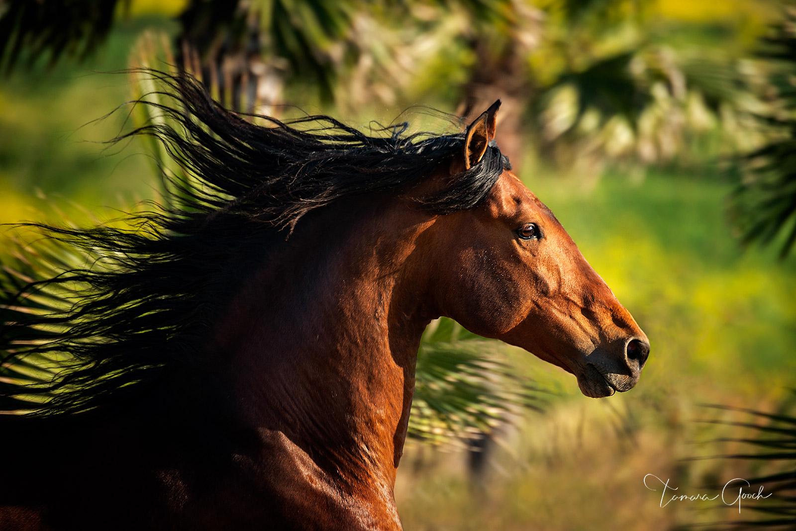 Andalusian Horse Wallpapers Top Free Andalusian Horse Backgrounds