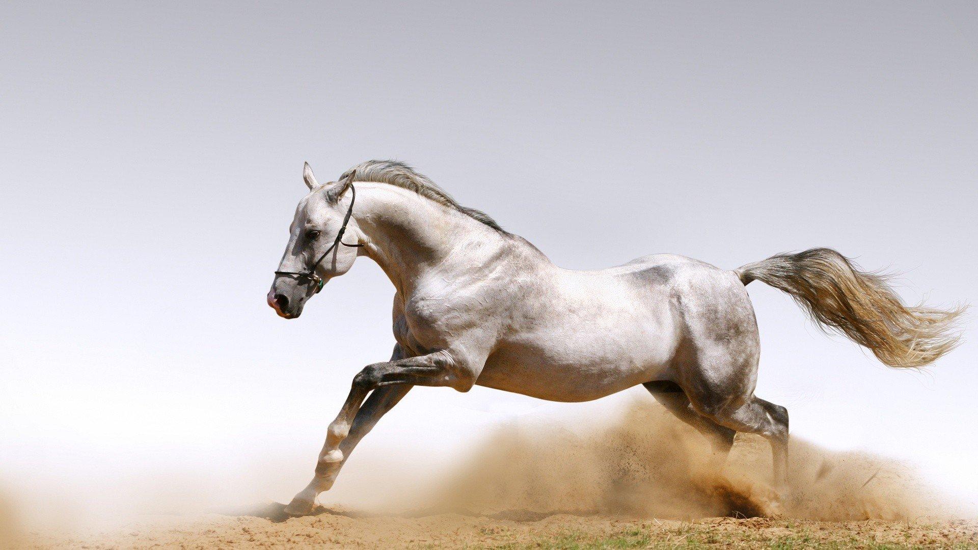 Andalusian Horse Wallpapers Top Free Andalusian Horse Backgrounds WallpaperAccess