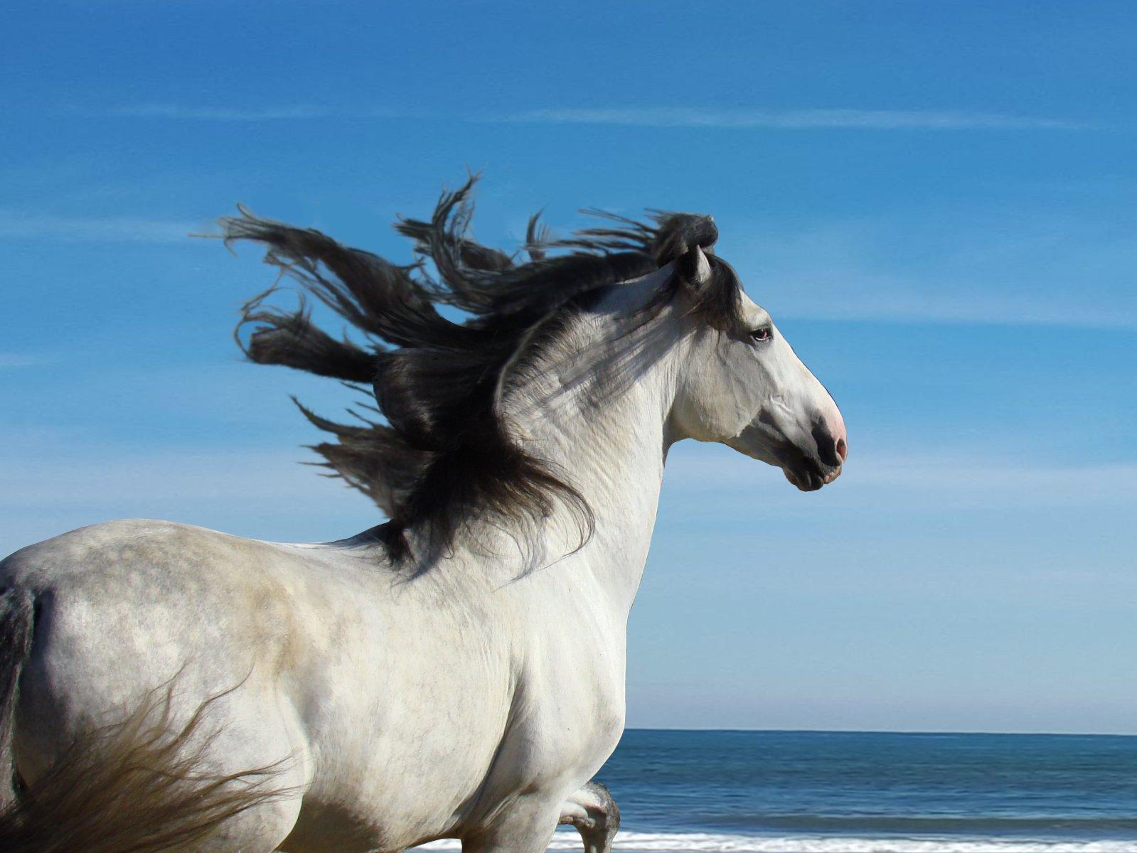 Andalusian Horse Wallpapers Top Free Andalusian Horse Backgrounds