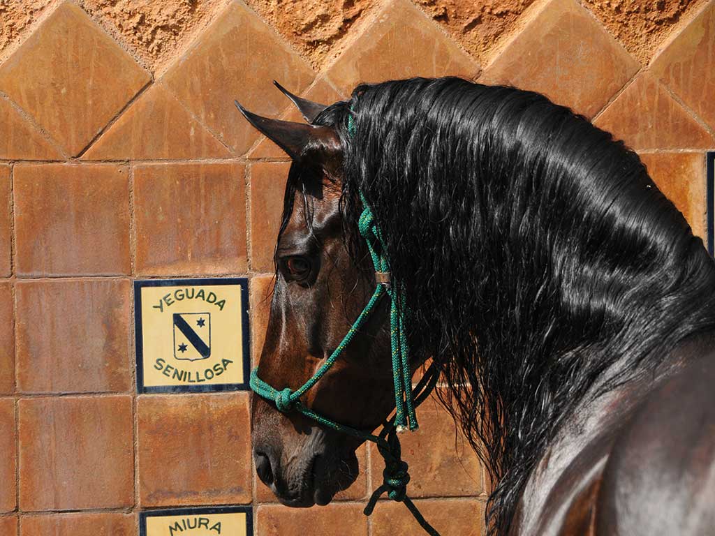 Andalusian Horse Wallpapers Top Free Andalusian Horse Backgrounds