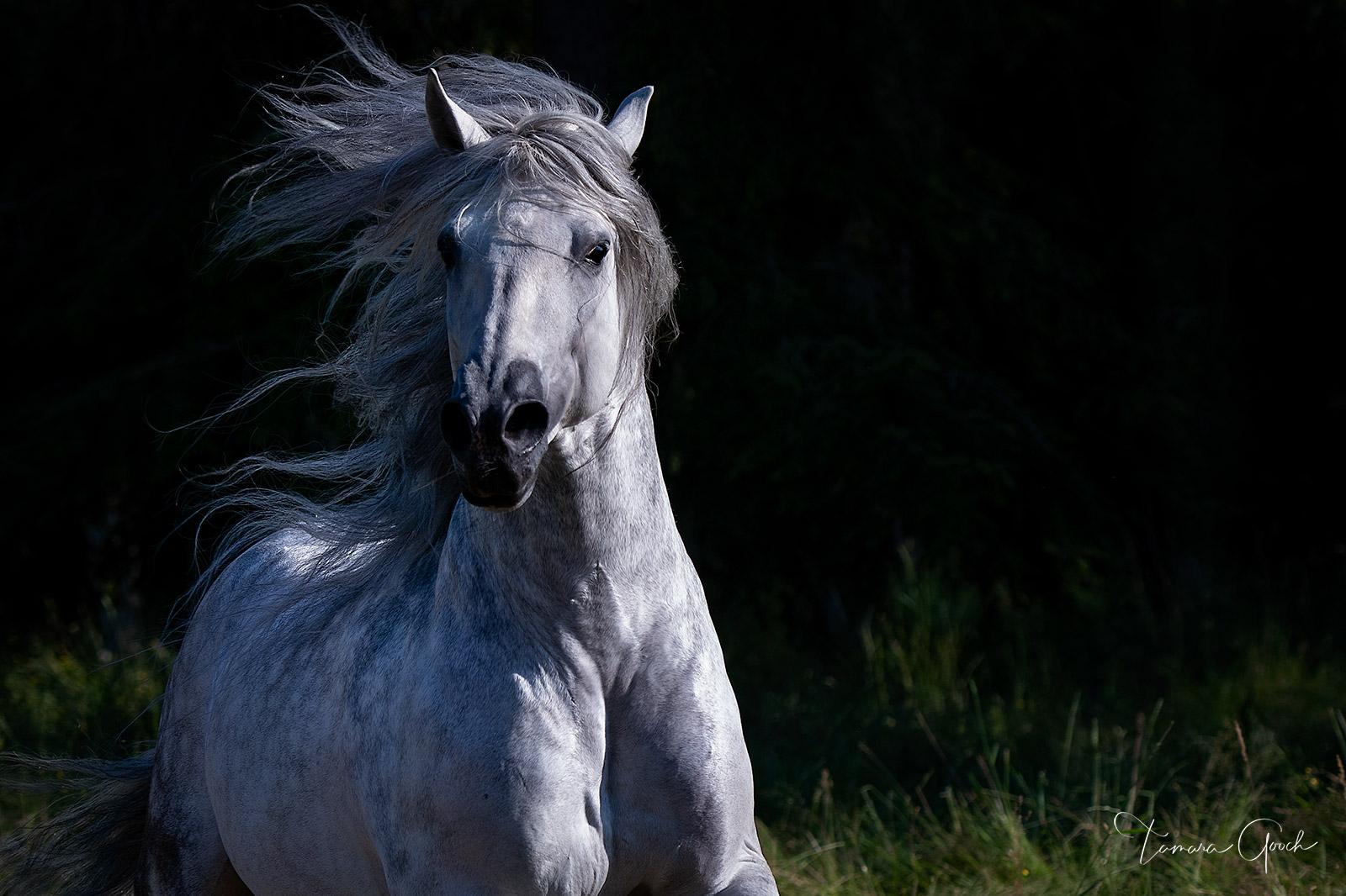 Andalusian Horse Wallpapers Top Free Andalusian Horse Backgrounds WallpaperAccess