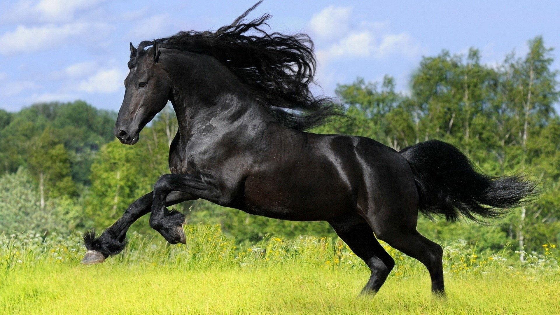 Andalusian Horse Wallpapers Top Free Andalusian Horse Backgrounds WallpaperAccess