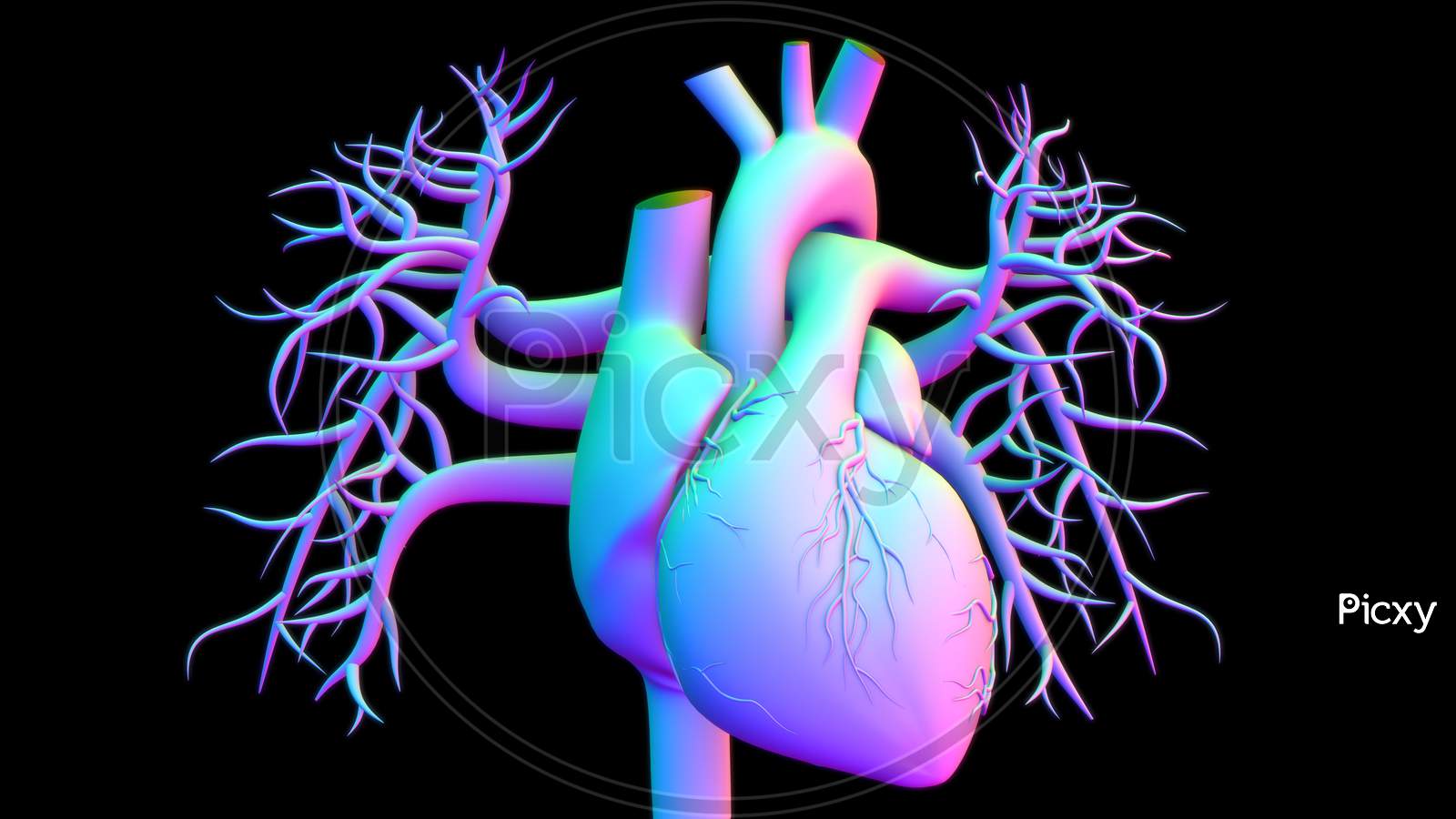 Human Heart HD Wallpapers Top Free Human Heart HD Backgrounds