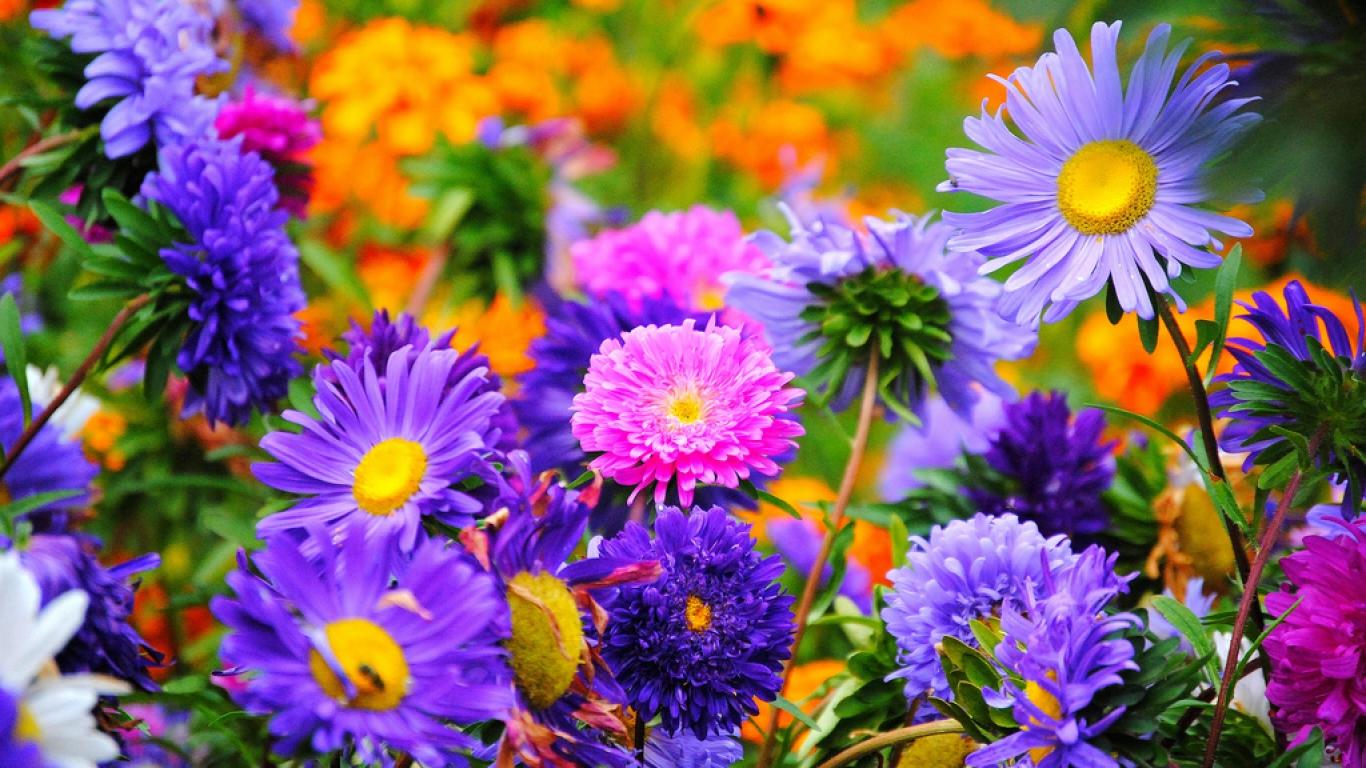 Late Summer Flowers Wallpapers Top Free Late Summer Flowers