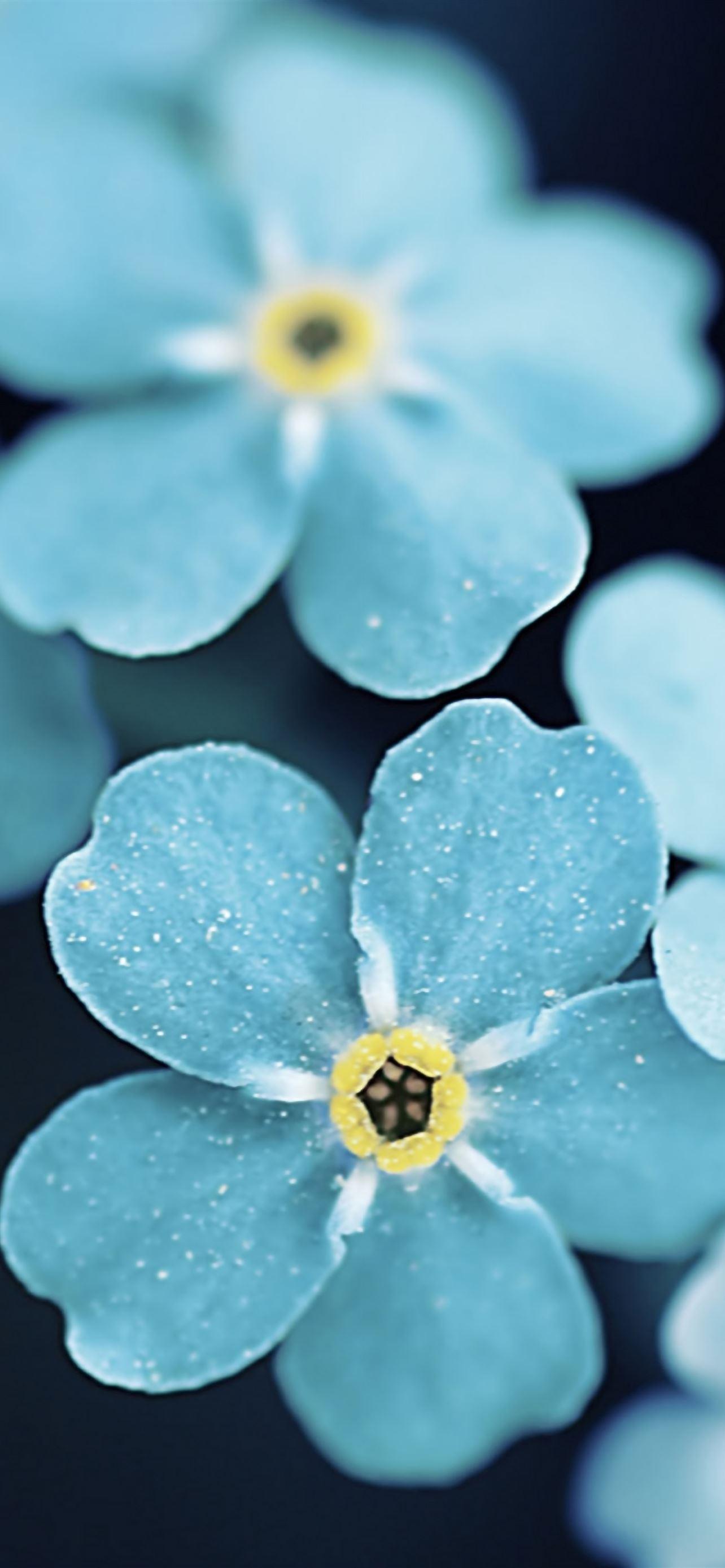 Pretty Blue Flower Wallpapers Top Free Pretty Blue Flower Backgrounds