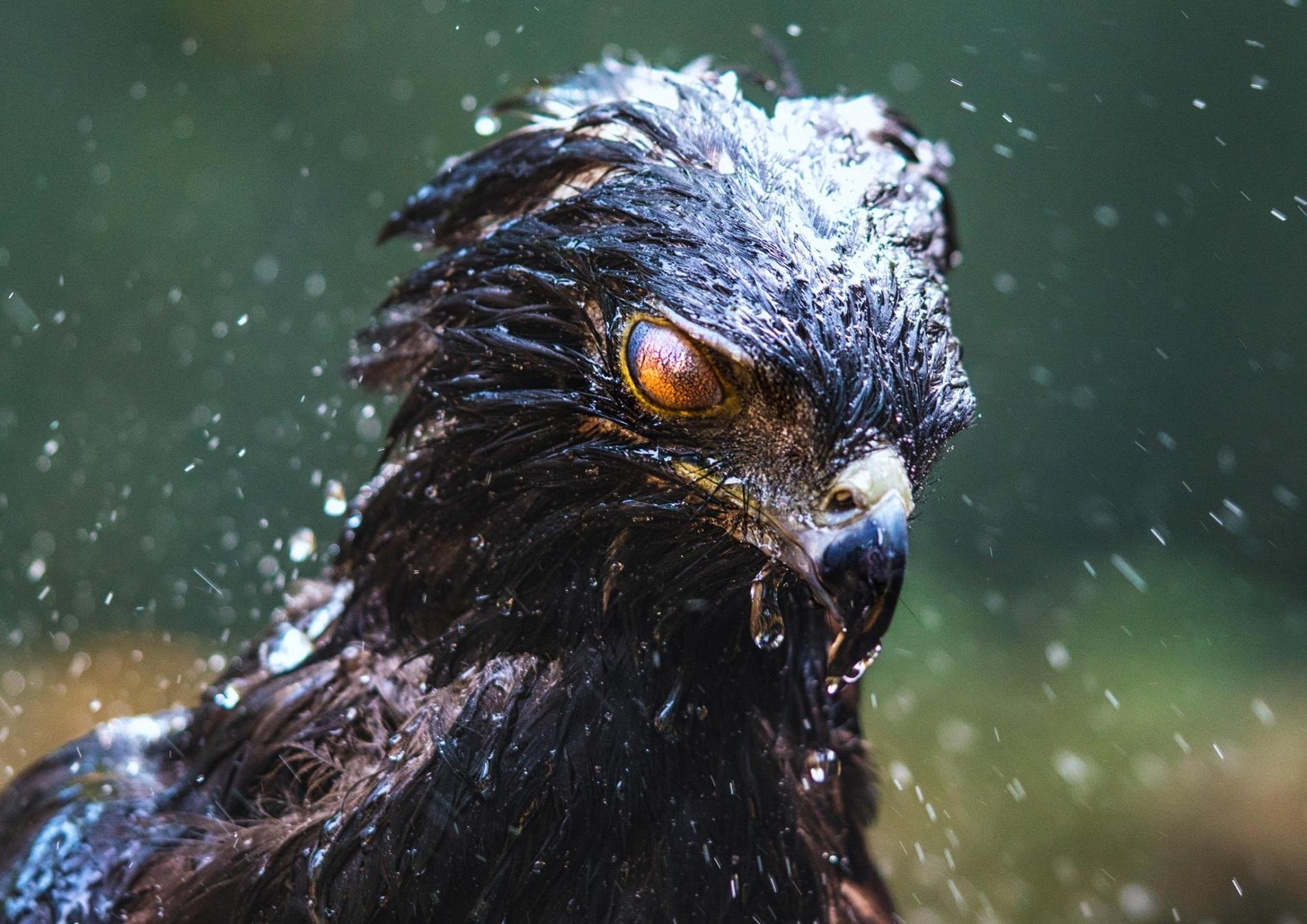 Black Hawk Bird Wallpapers Top Free Black Hawk Bird Backgrounds