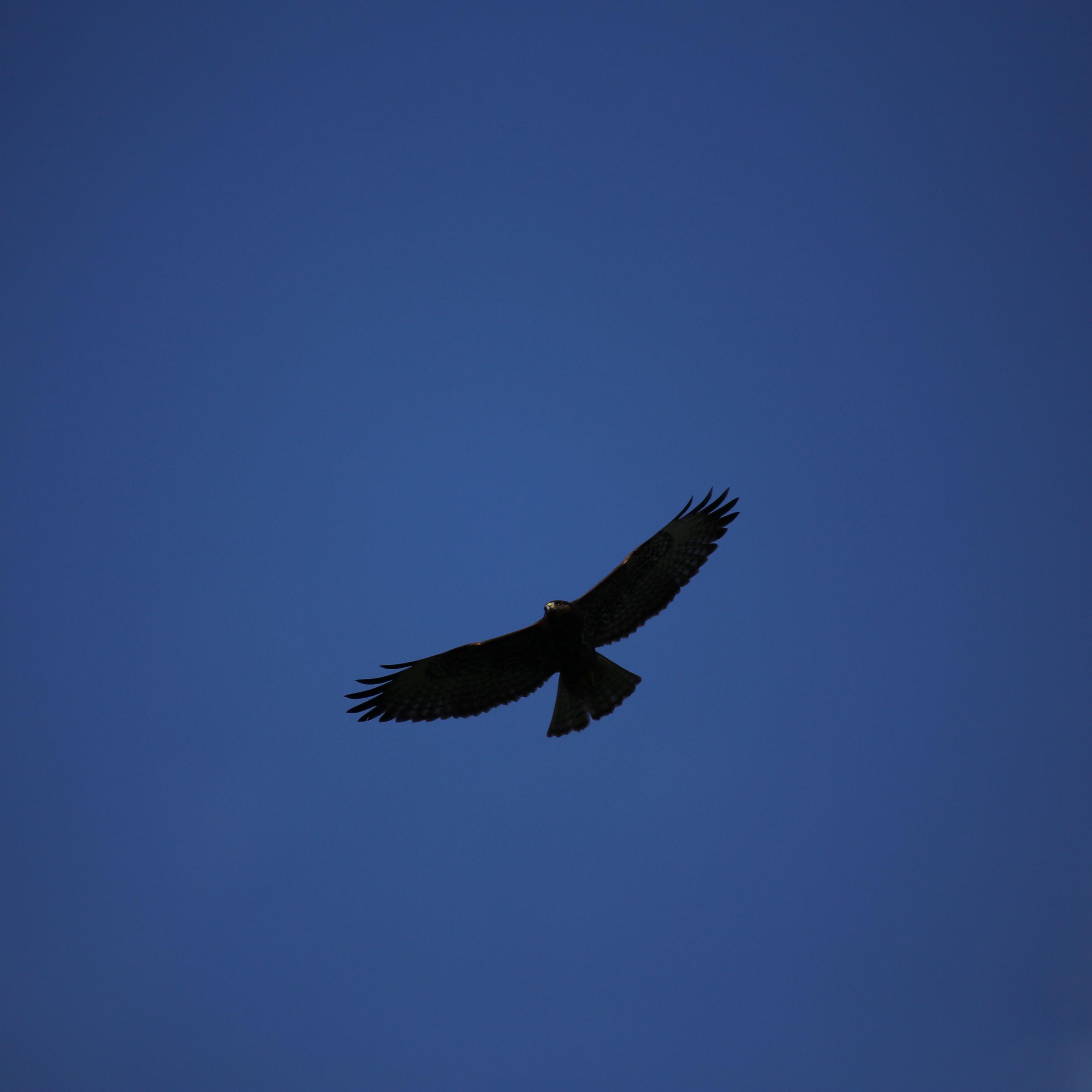 Black Hawk Bird Wallpapers Top Free Black Hawk Bird Backgrounds