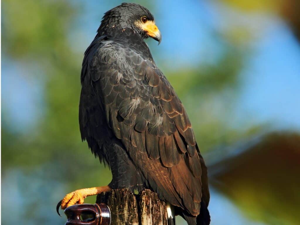 Black Hawk Bird Wallpapers Top Free Black Hawk Bird Backgrounds