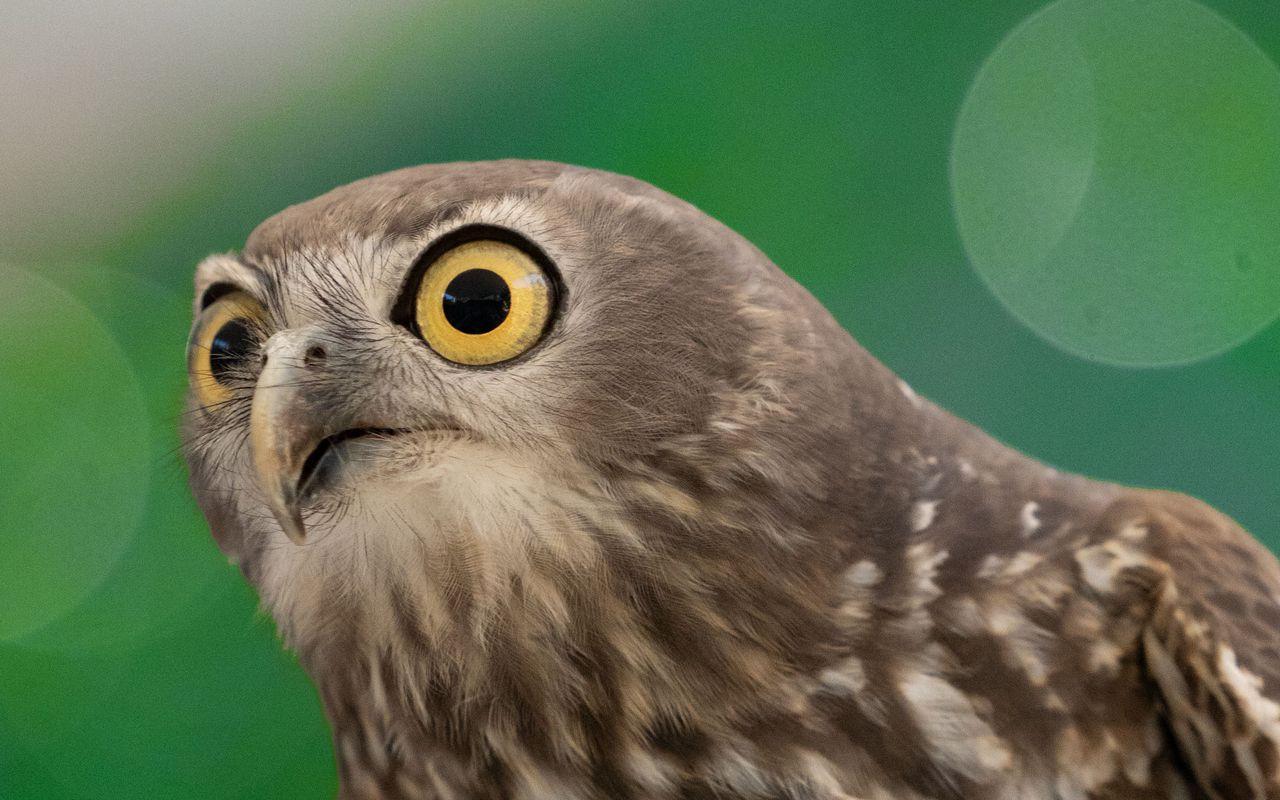 Black Hawk Bird Wallpapers Top Free Black Hawk Bird Backgrounds