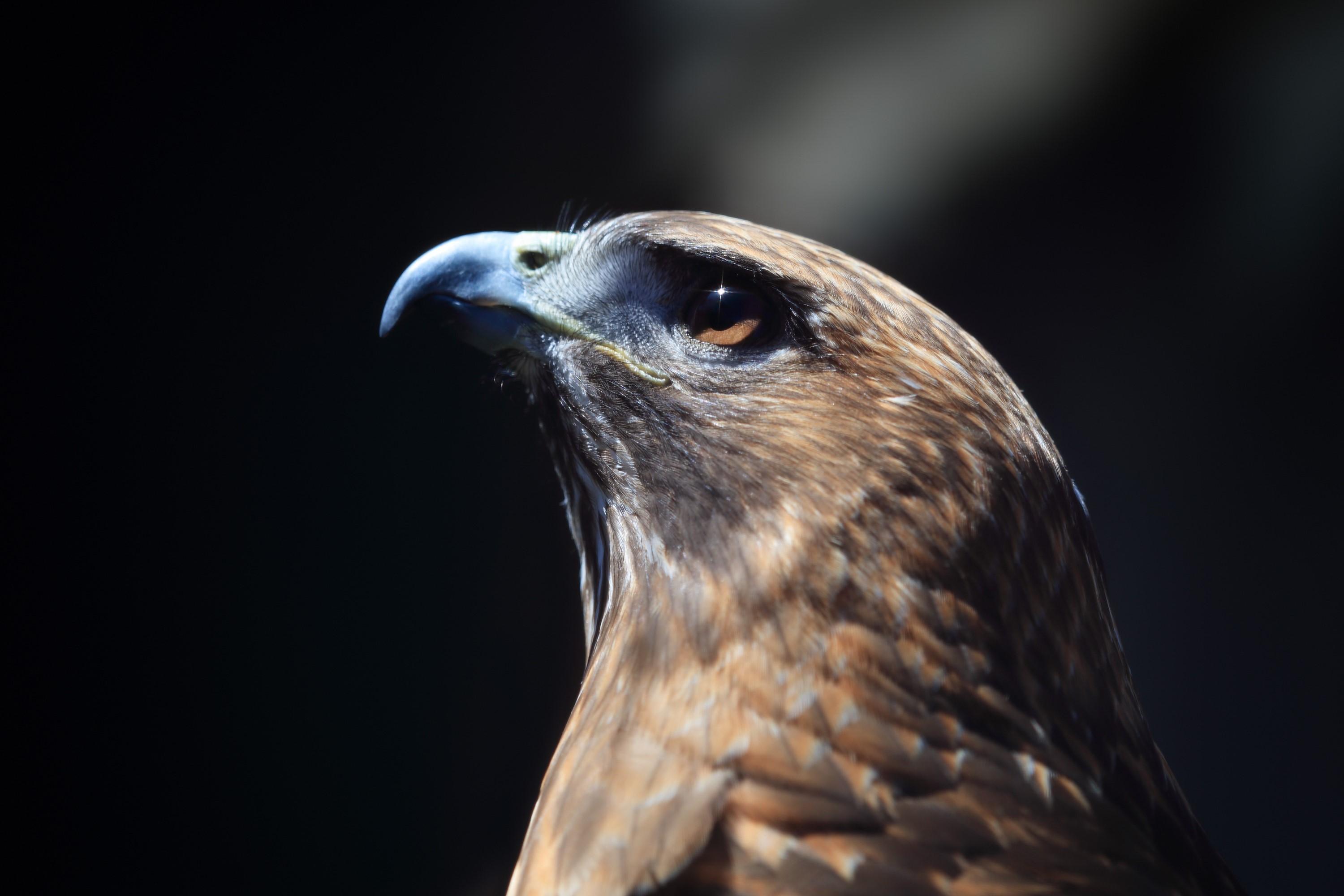 Black Hawk Bird Wallpapers Top Free Black Hawk Bird Backgrounds