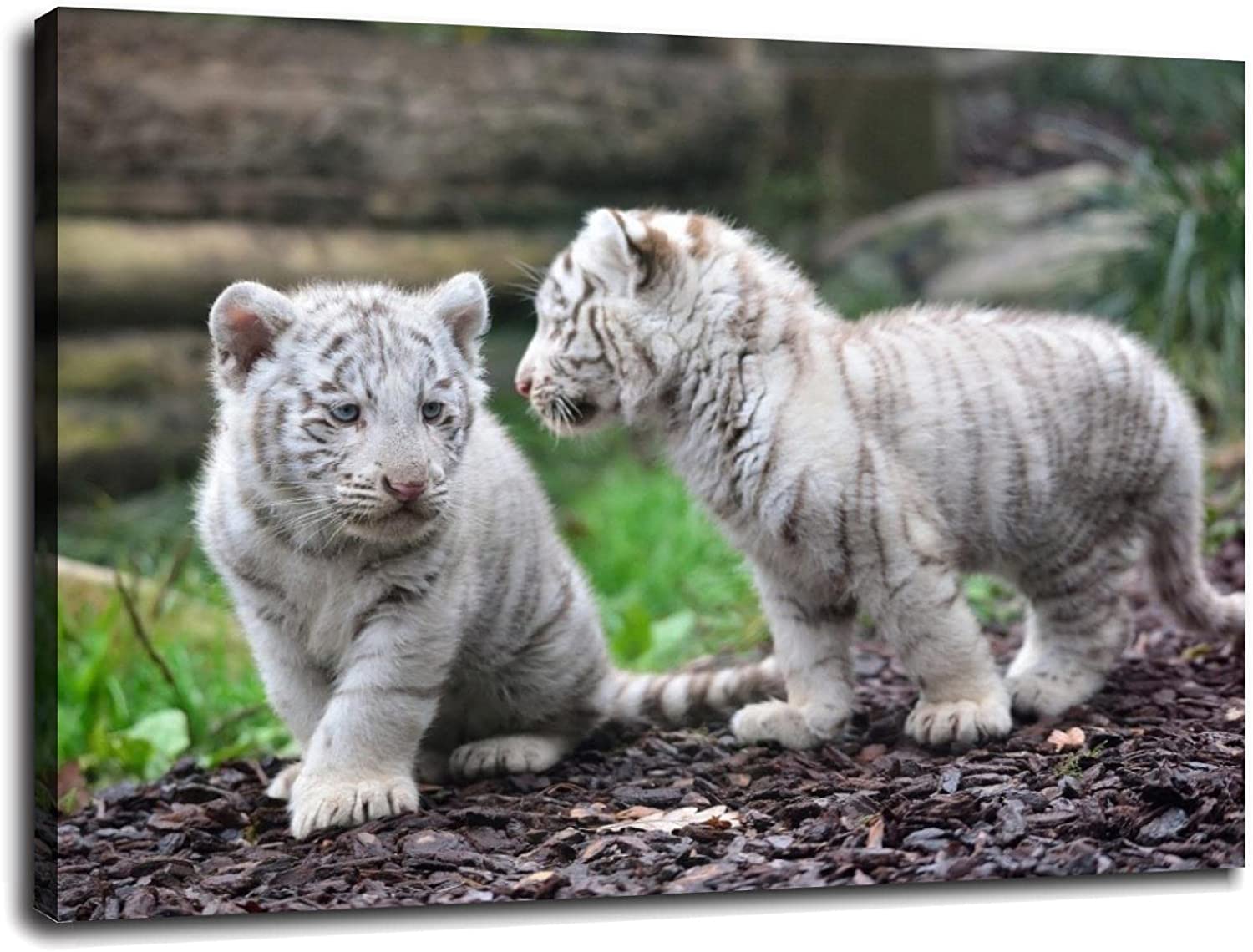 White Tiger Cubs Wallpapers Top Free White Tiger Cubs Backgrounds