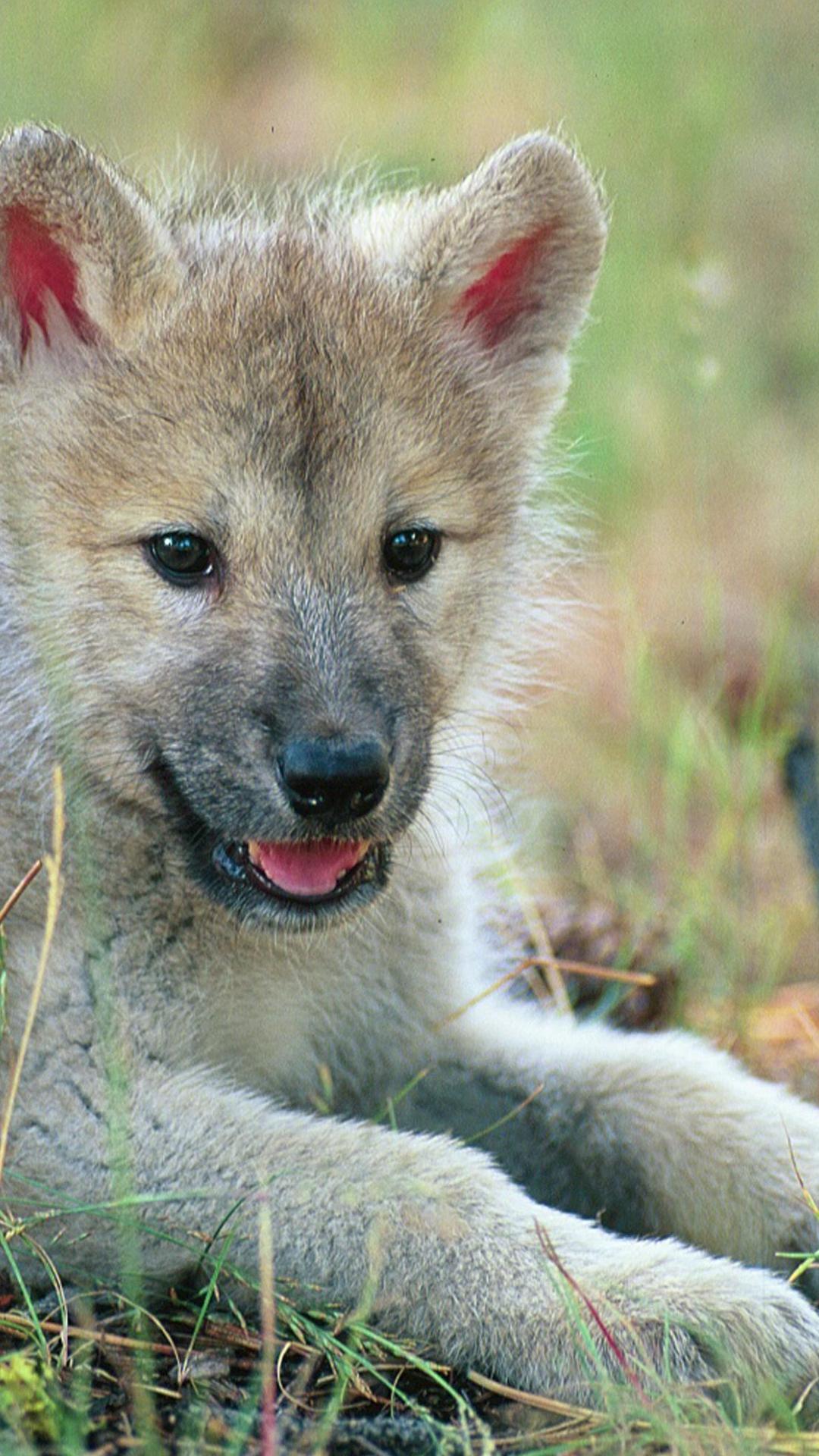 Cute Baby Wolves Wallpapers Top Free Cute Baby Wolves Backgrounds
