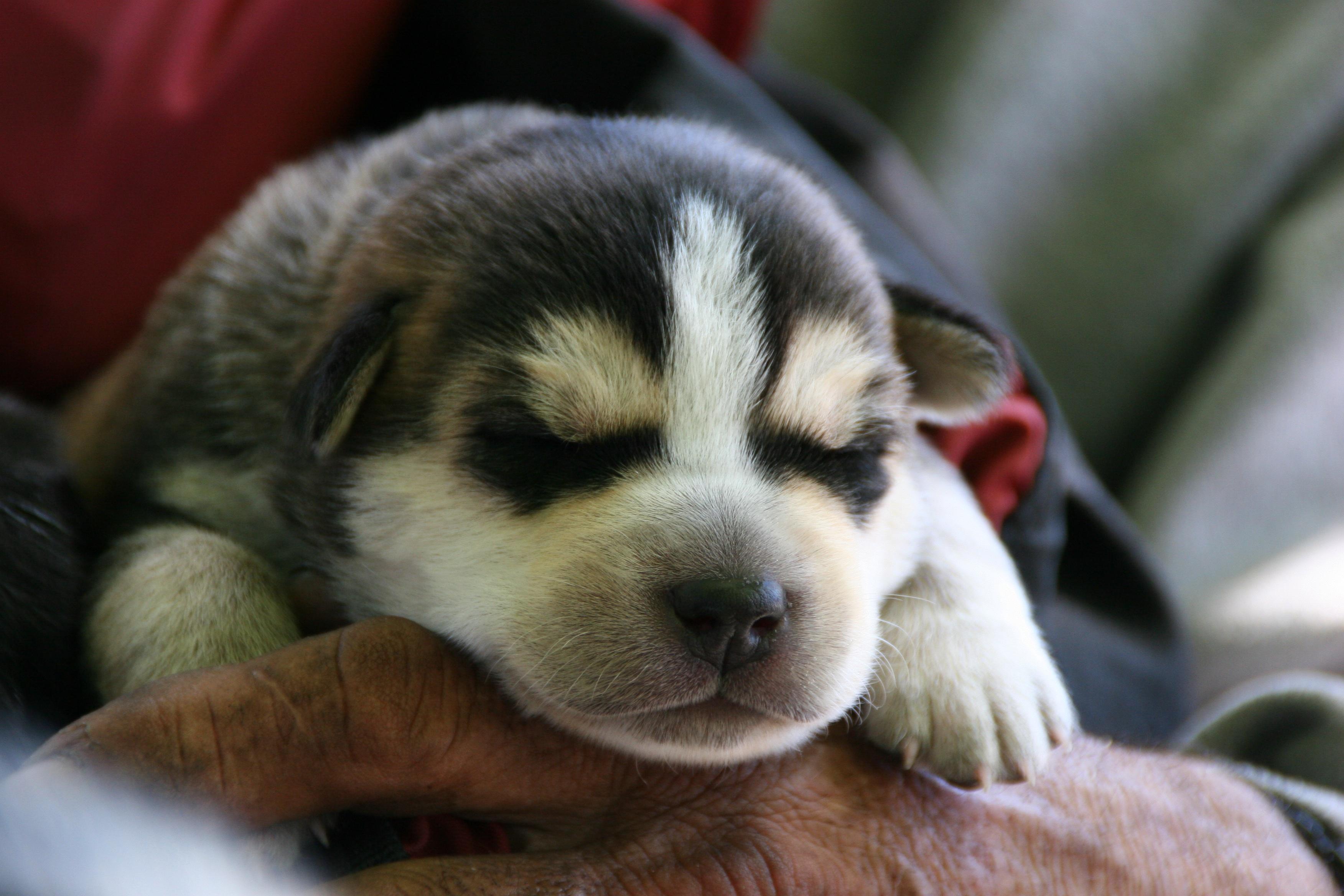 Cute Baby Wolves Wallpapers Top Free Cute Baby Wolves Backgrounds WallpaperAccess