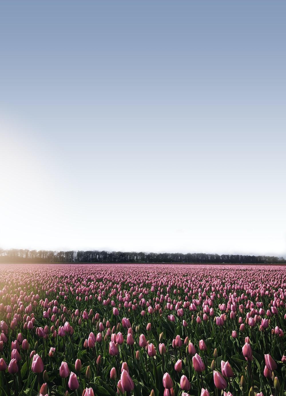 Tulip Farm Wallpapers Top Free Tulip Farm Backgrounds WallpaperAccess