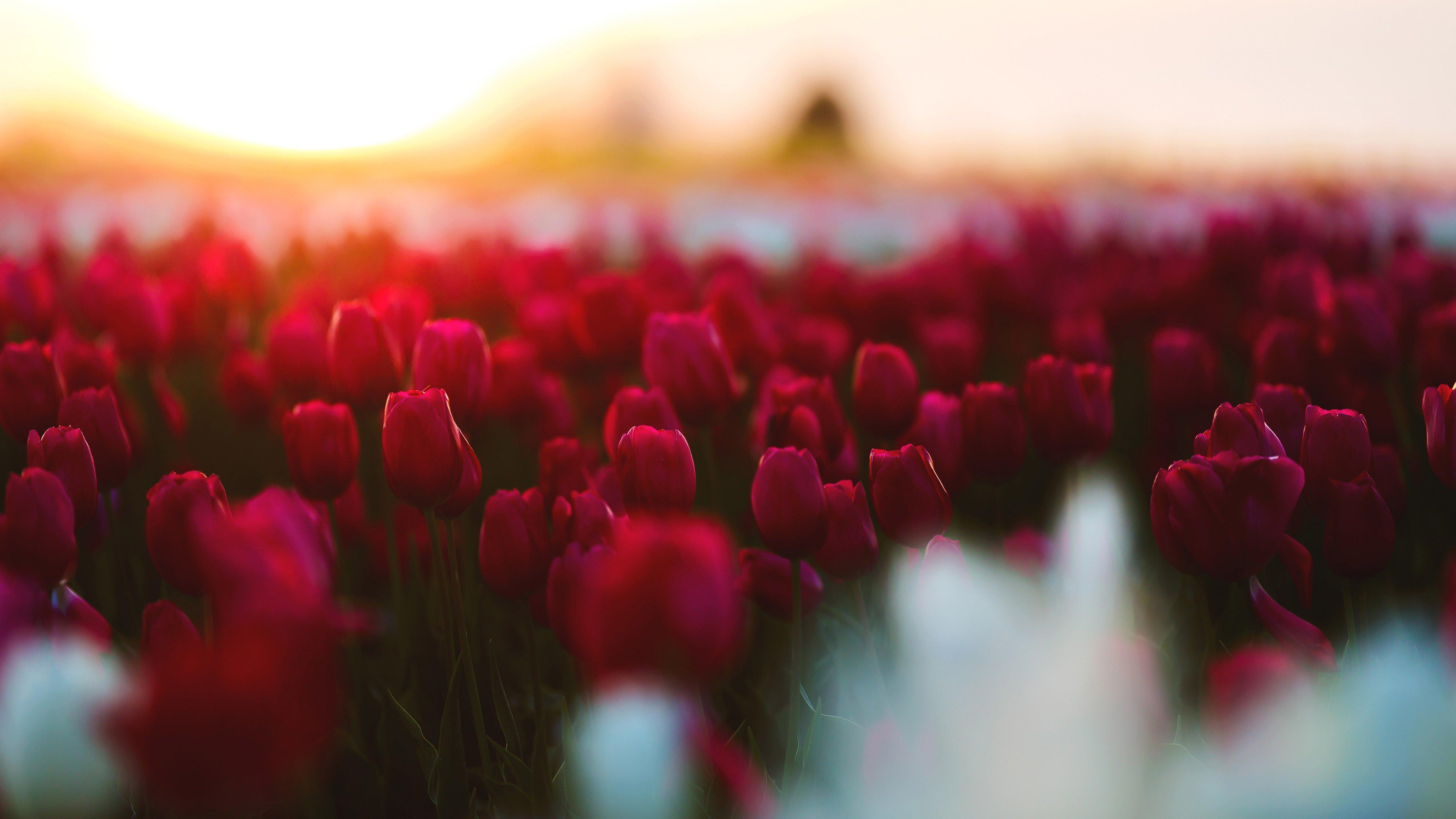 Tulip Farm Wallpapers Top Free Tulip Farm Backgrounds WallpaperAccess