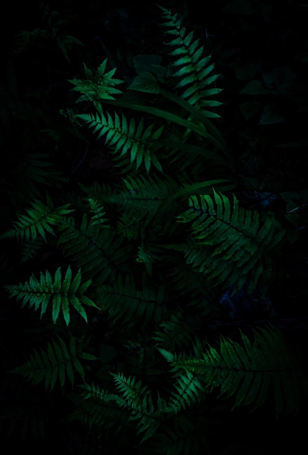 Dark Green Jungle Wallpapers Top Free Dark Green Jungle Backgrounds WallpaperAccess