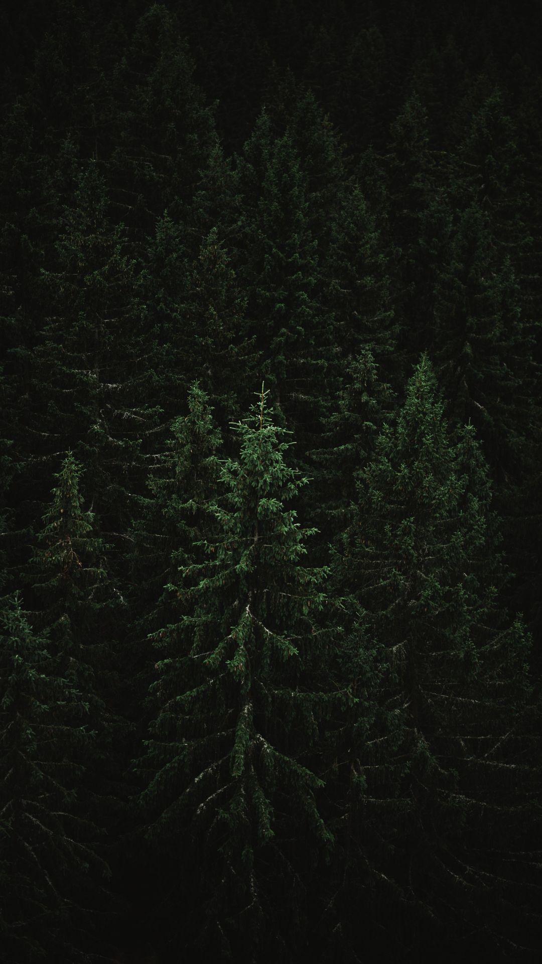 Dark Green Jungle Wallpapers Top Free Dark Green Jungle Backgrounds WallpaperAccess