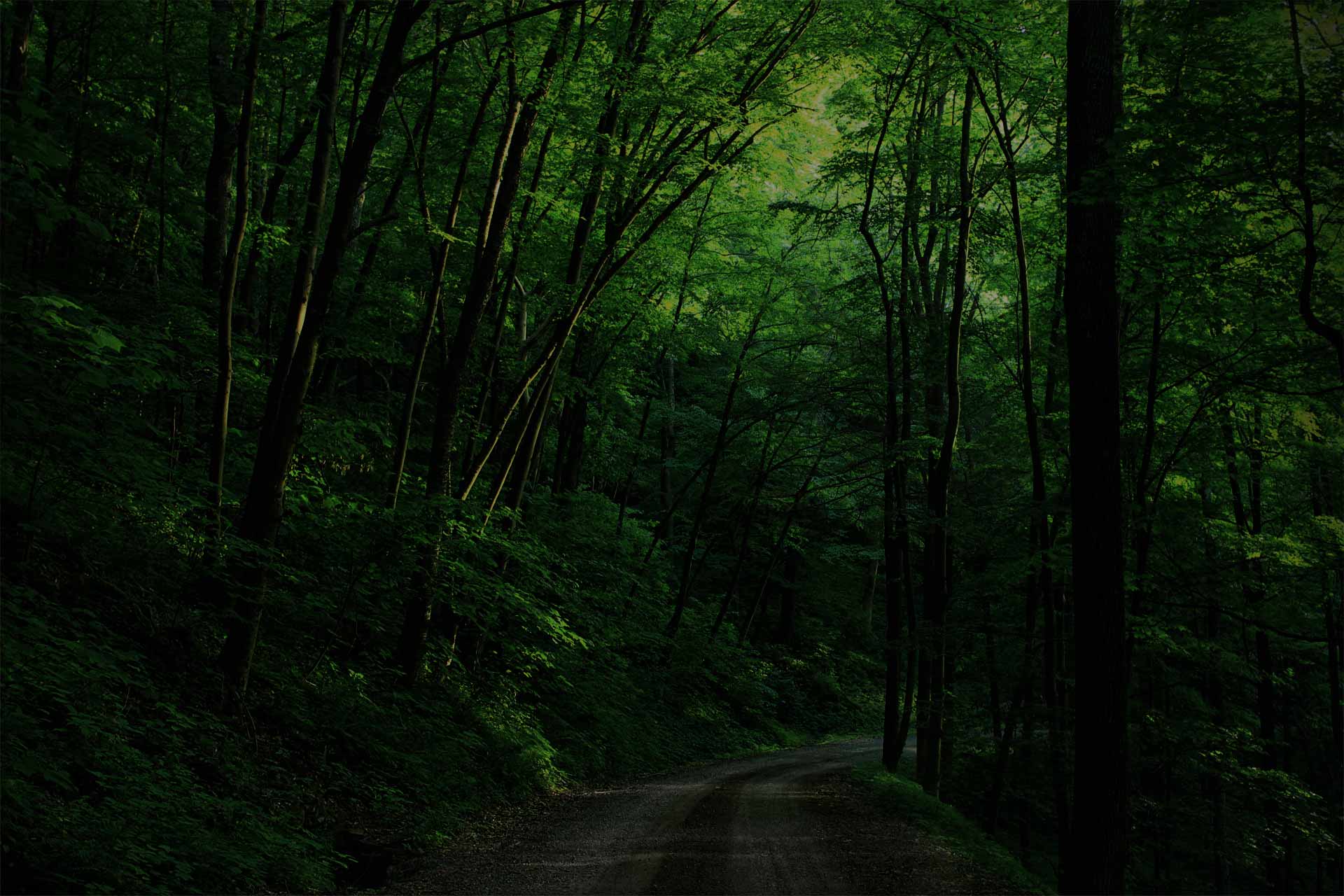 Dark Green Jungle Wallpapers Top Free Dark Green Jungle Backgrounds WallpaperAccess