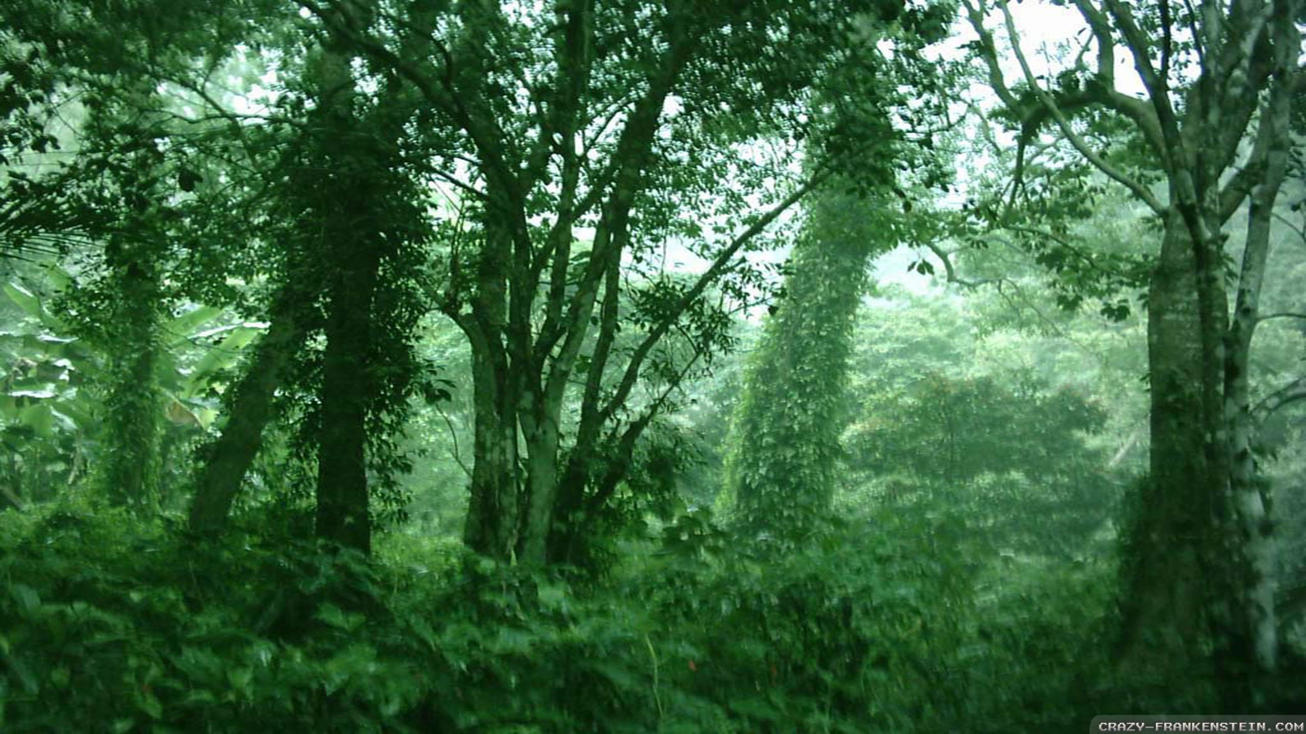 Dark Green Jungle Wallpapers Top Free Dark Green Jungle Backgrounds WallpaperAccess