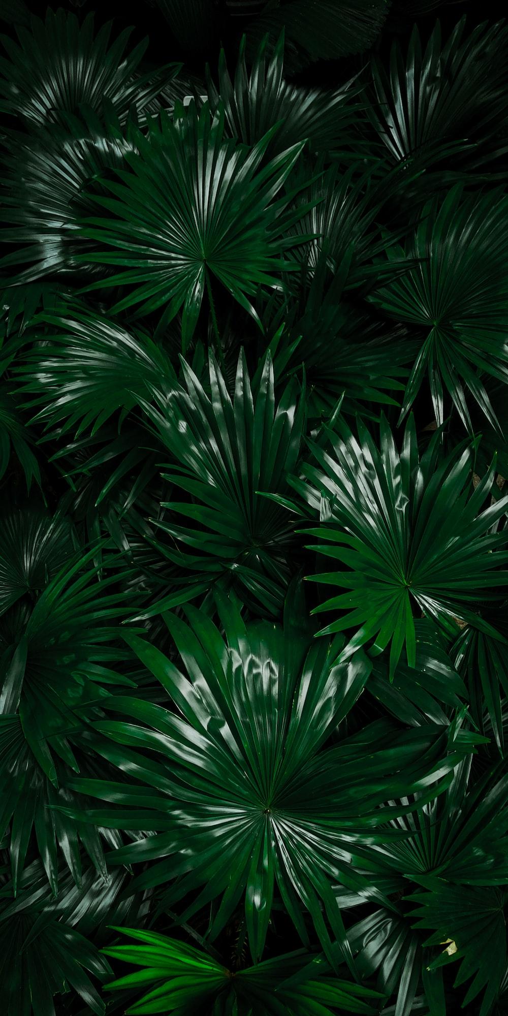 Dark Green Jungle Wallpapers Top Free Dark Green Jungle Backgrounds WallpaperAccess