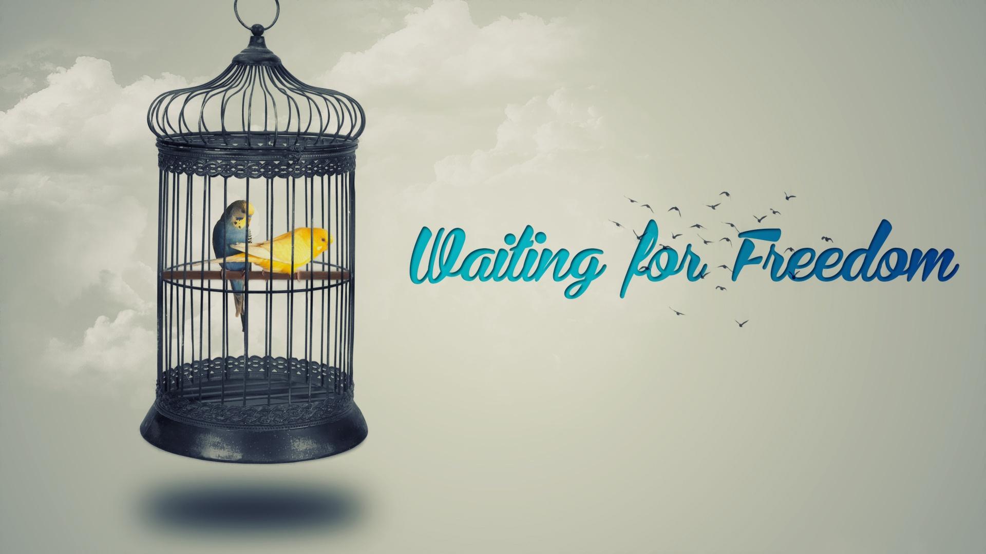 Bird Cage Wallpapers Top Free Bird Cage Backgrounds WallpaperAccess