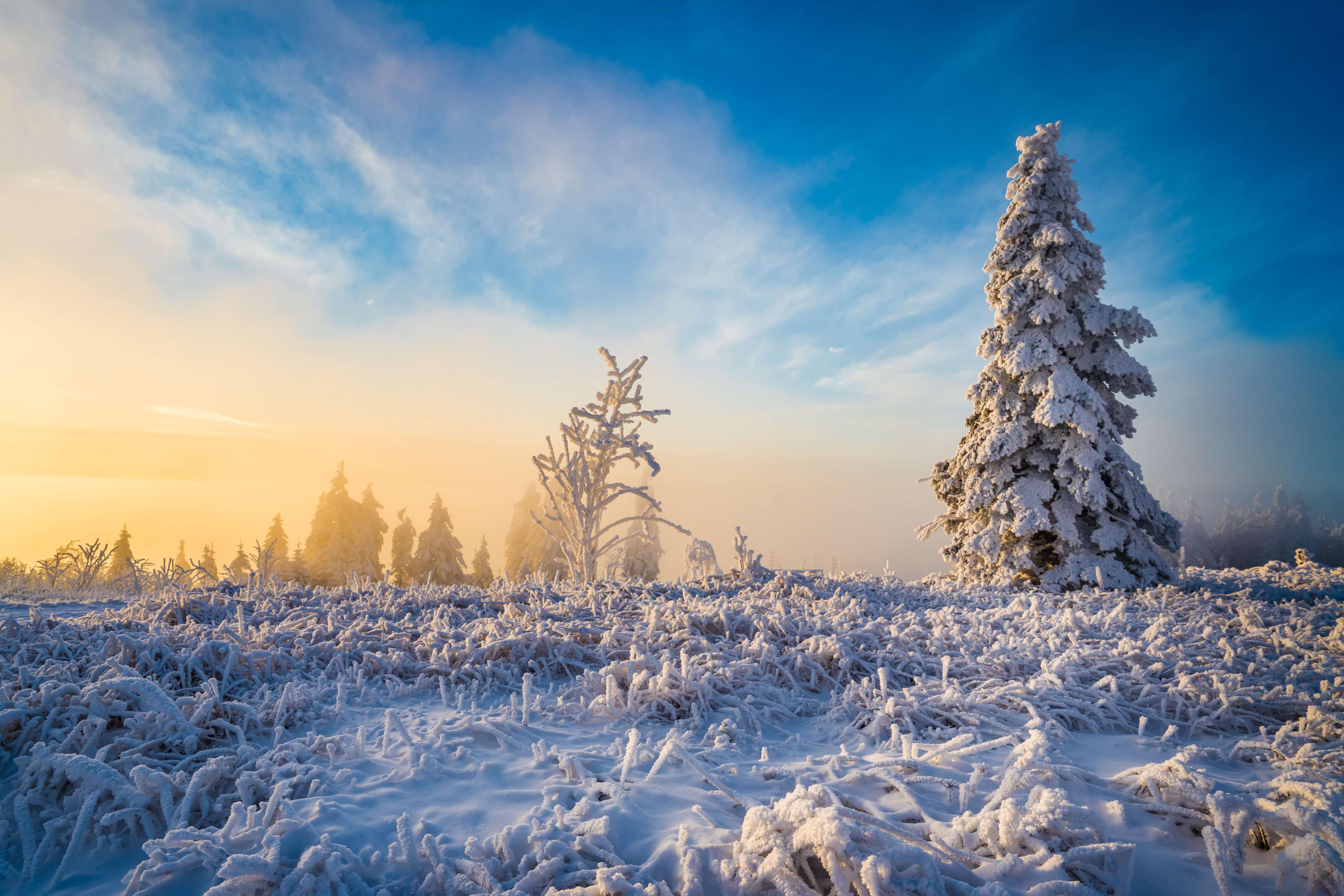 Black Forest Winter Wallpapers Top Free Black Forest Winter