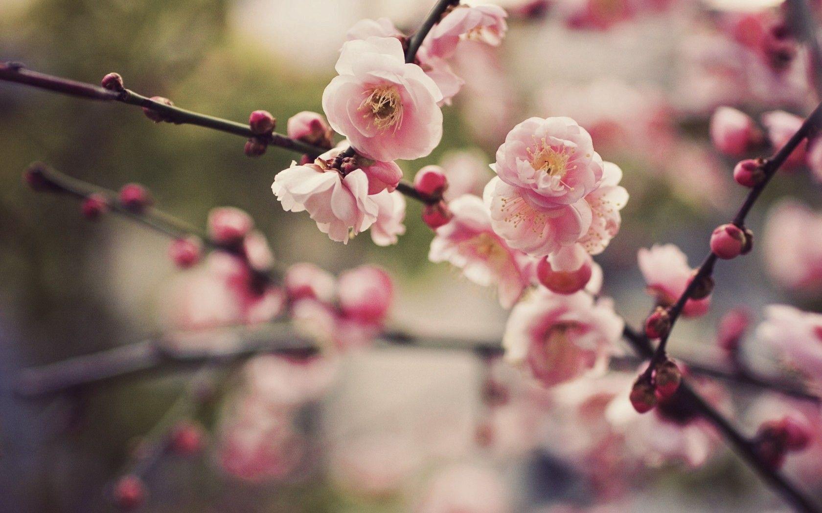 Spring Cherry Blossom Wallpapers Top Free Spring Cherry Blossom