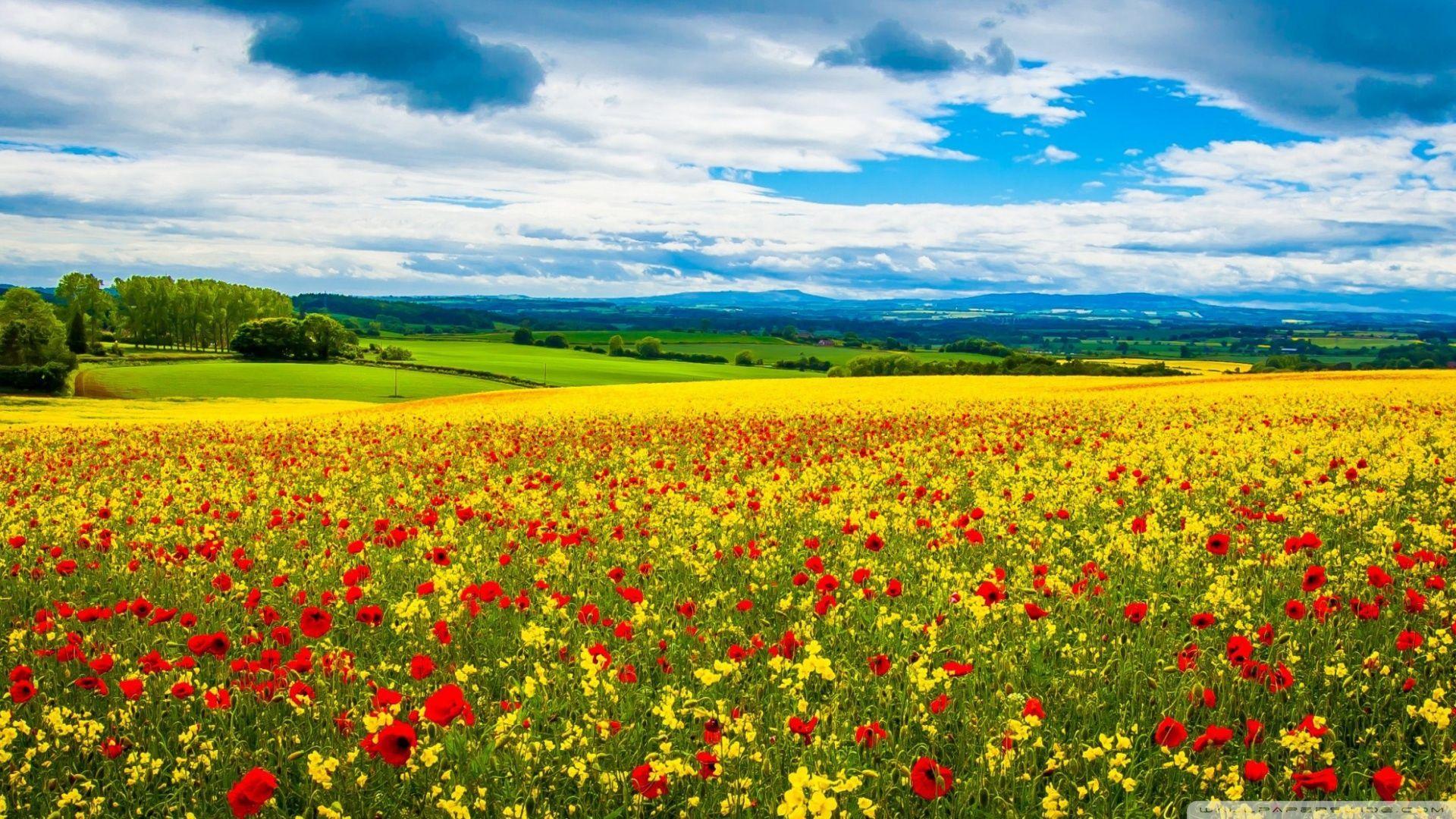 Spring Flower Fields Wallpapers Top Free Spring Flower Fields
