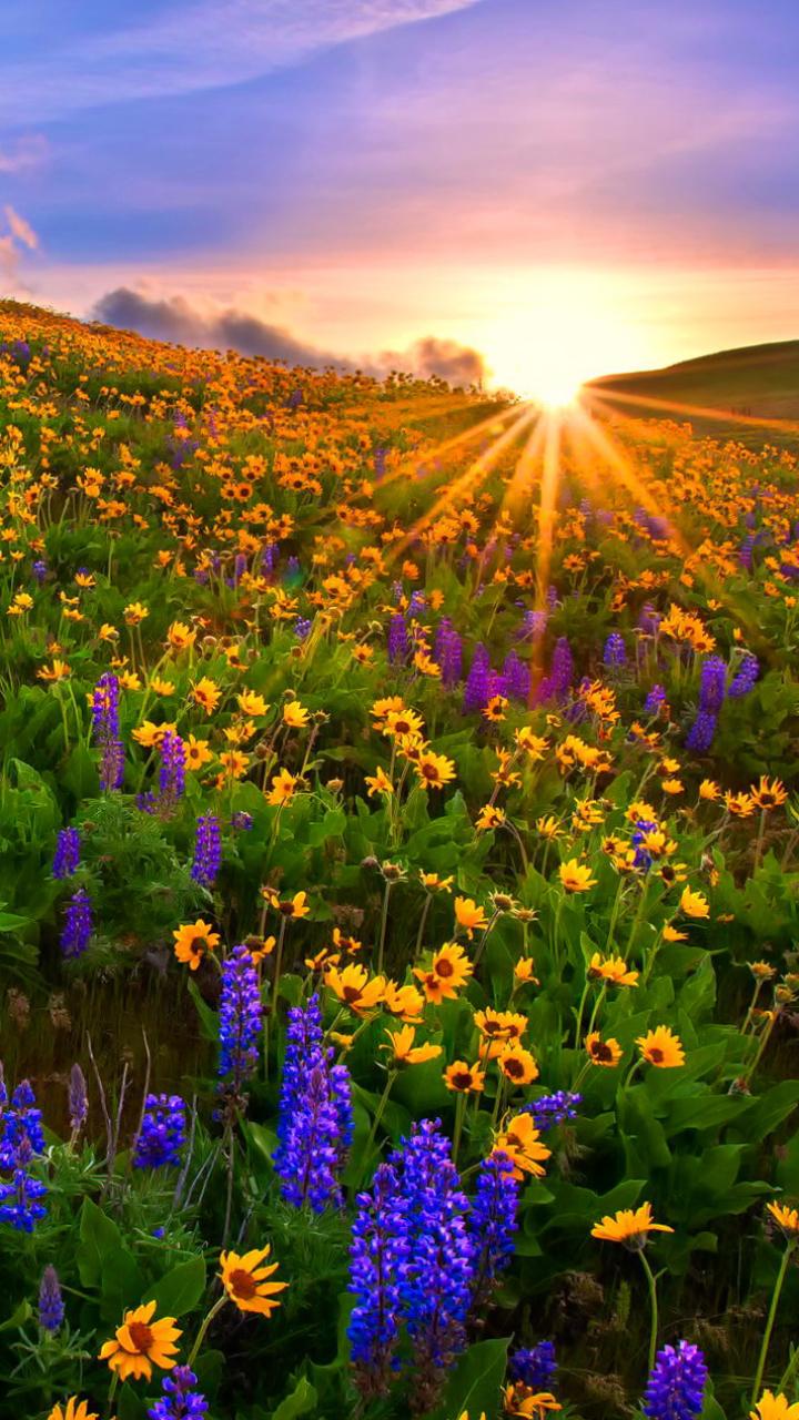 Spring Flower Fields Wallpapers Top Free Spring Flower Fields