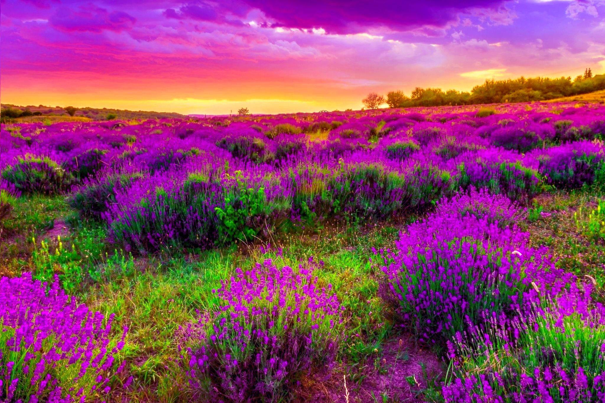 Spring Flower Fields Wallpapers Top Free Spring Flower Fields