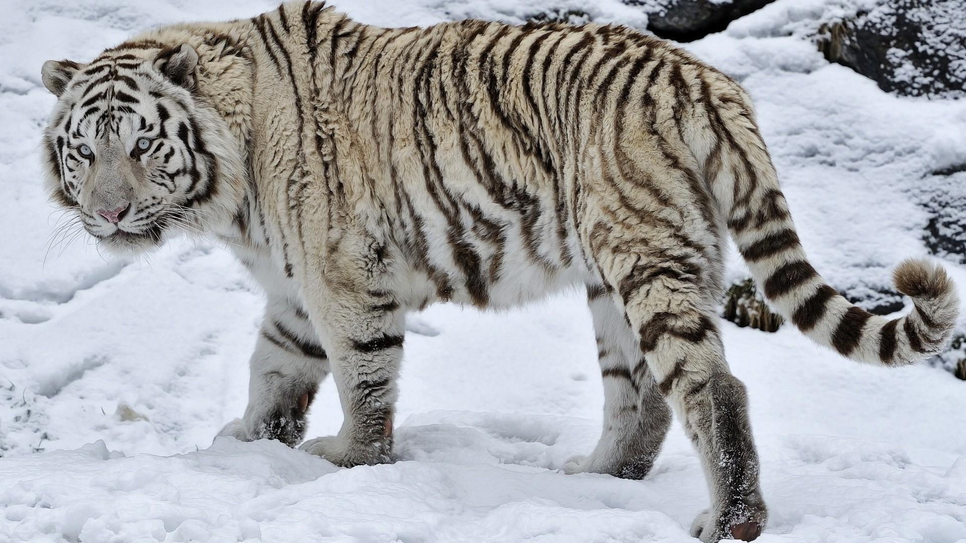 White Tiger in Snow Wallpapers Top Free White Tiger in Snow