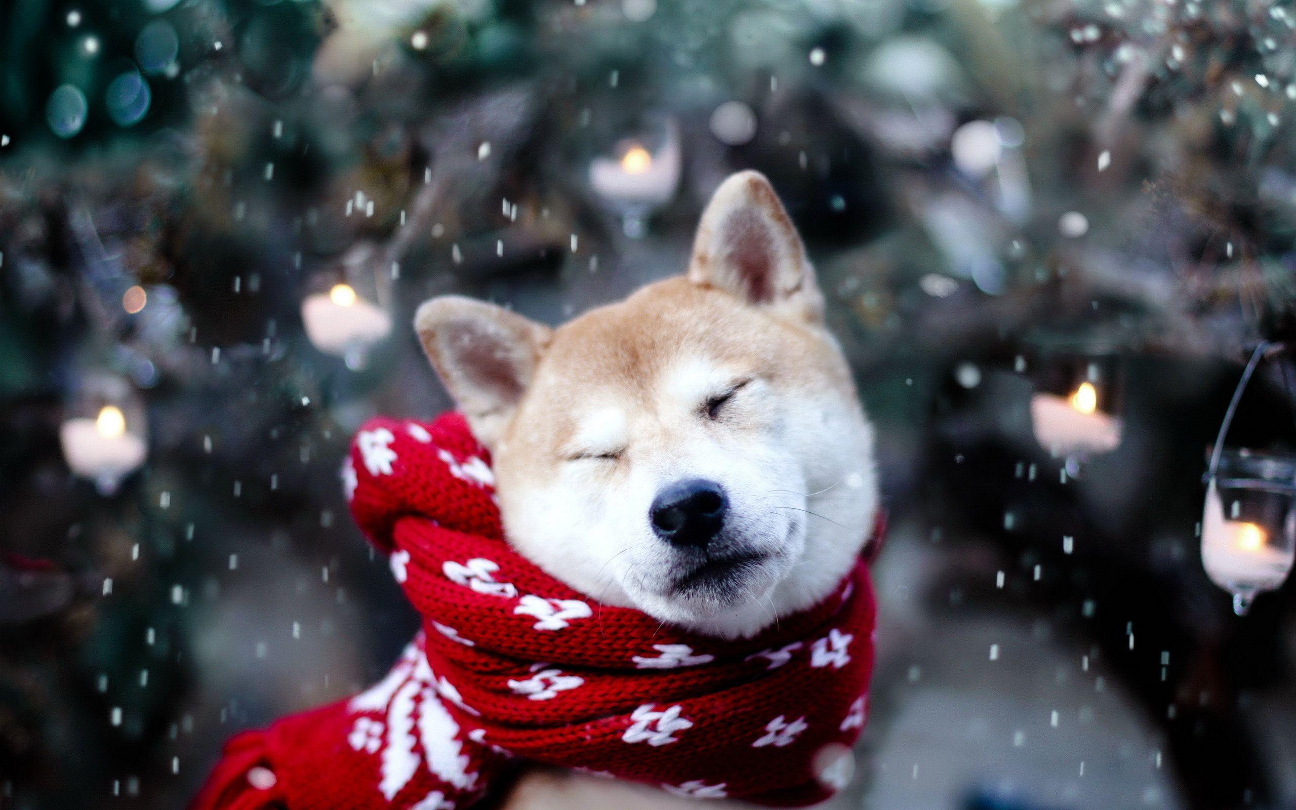 Funny Christmas Animal Wallpapers Top Free Funny Christmas Animal