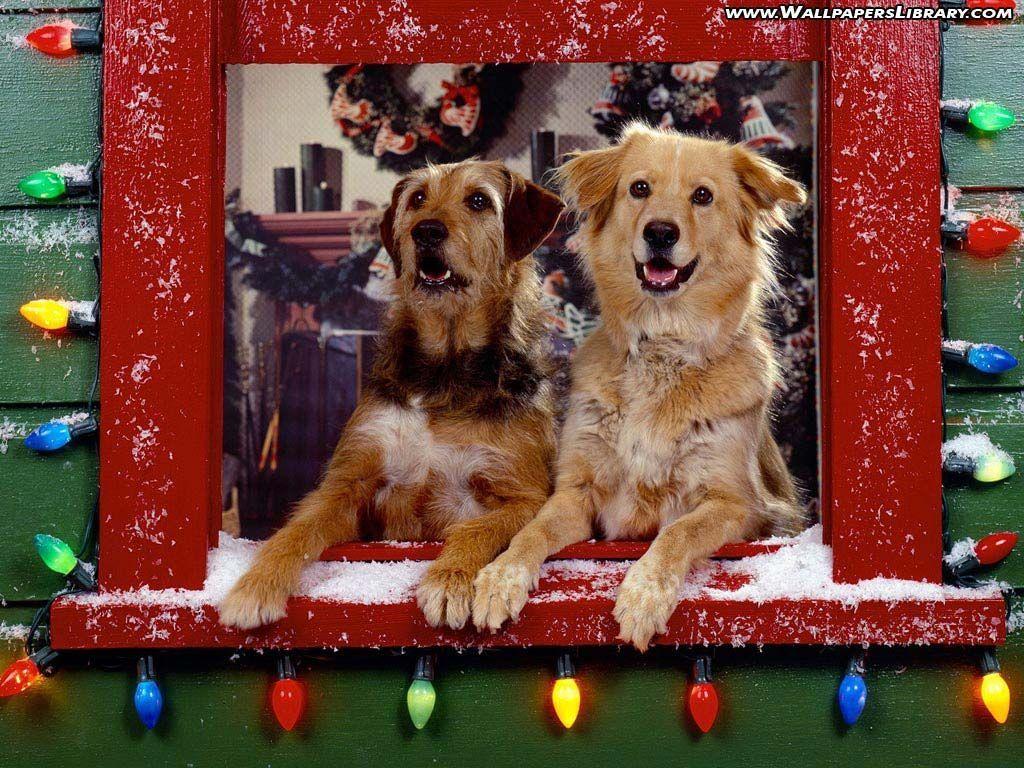 Christmas Dogs