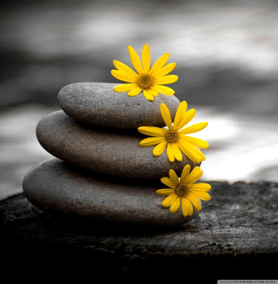 Zen Ultra HD 4K Wallpapers Top Free Zen Ultra HD 4K Backgrounds