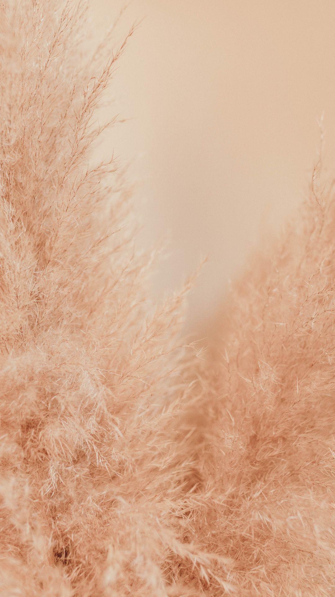 Beige 4k Wallpapers Top Free Beige 4k Backgrounds WallpaperAccess