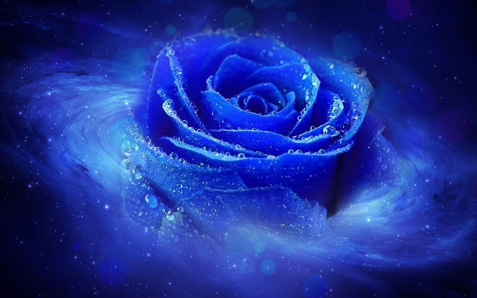 Blue Rose Wallpapers Top Free Blue Rose Backgrounds WallpaperAccess