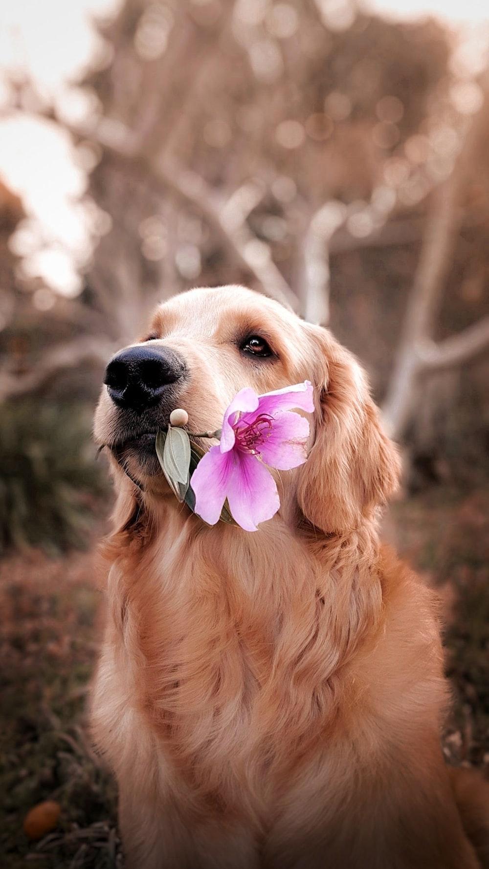 Dog Flower Wallpapers Top Free Dog Flower Backgrounds WallpaperAccess