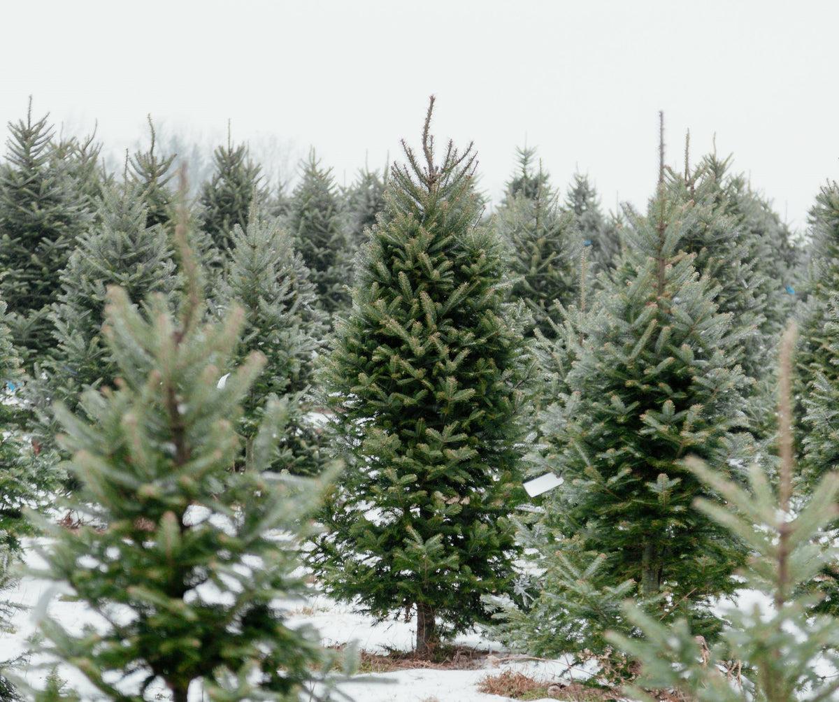 Christmas Tree Farm Wallpapers Top Free Christmas Tree Farm