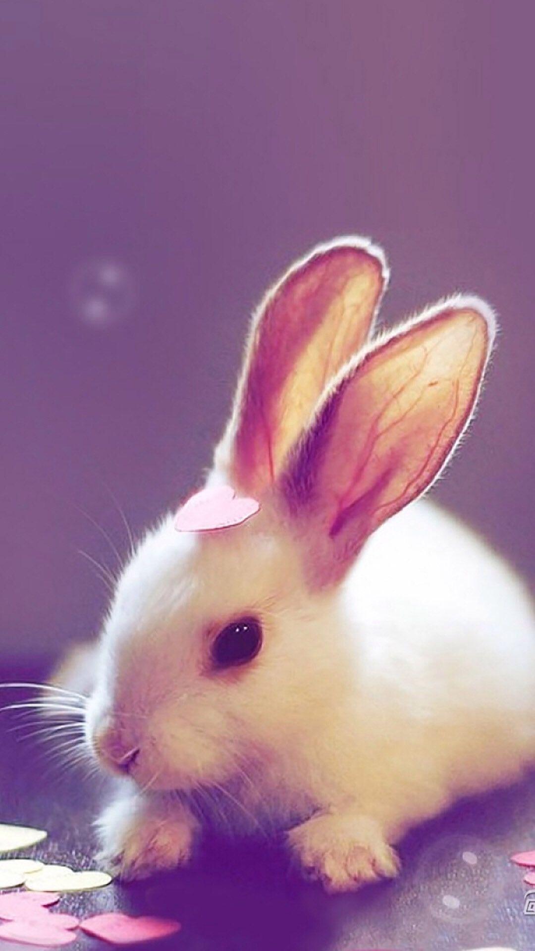 Rabbit Phone Wallpapers Top Free Rabbit Phone Backgrounds