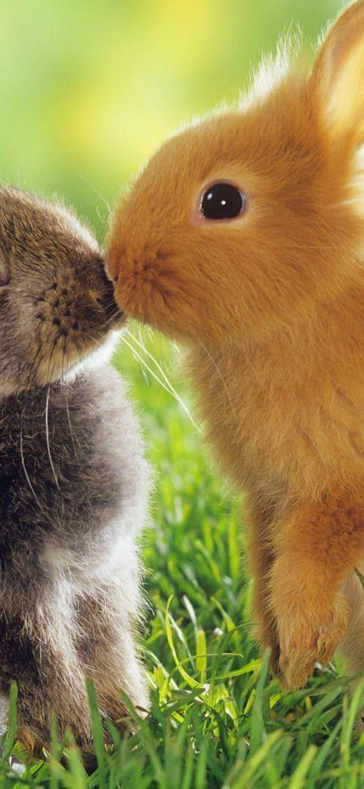 Rabbit Phone Wallpapers Top Free Rabbit Phone Backgrounds