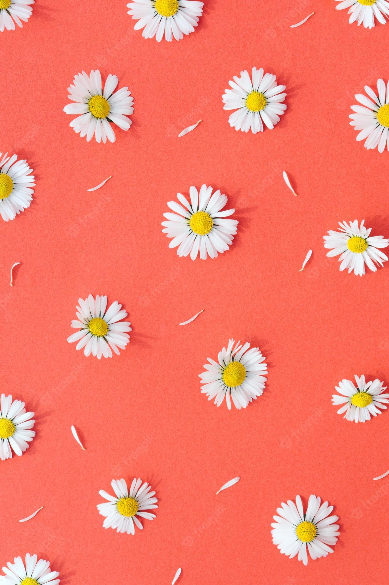 Wildflower Aesthetic Wallpapers Top Free Wildflower Aesthetic