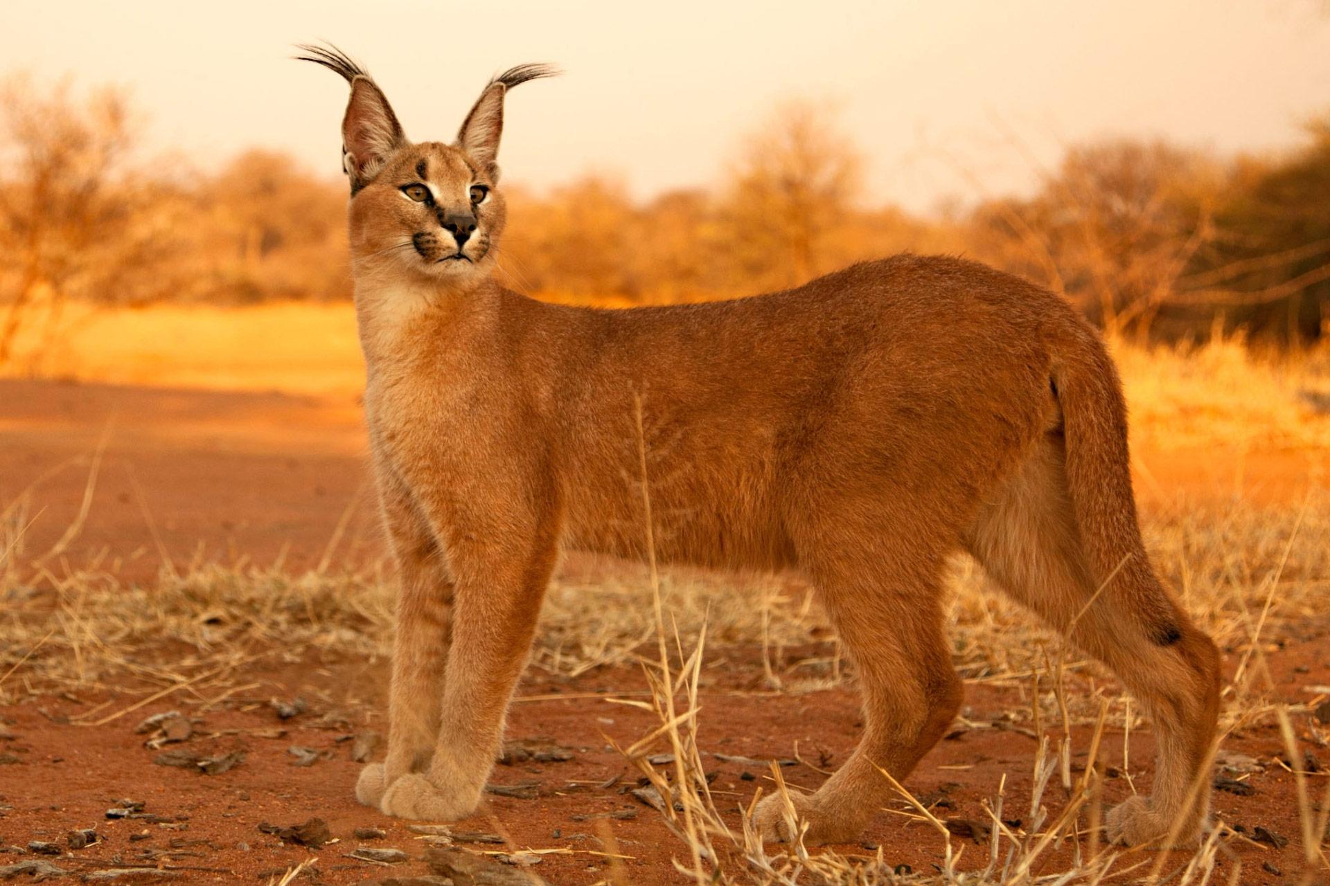 Caracal Wallpapers Top Free Caracal Backgrounds WallpaperAccess